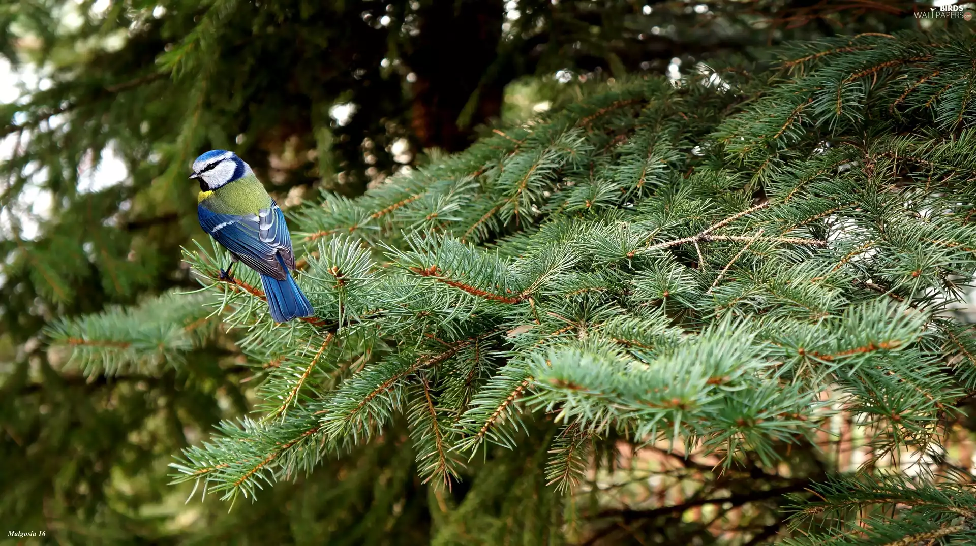 spruce, tit