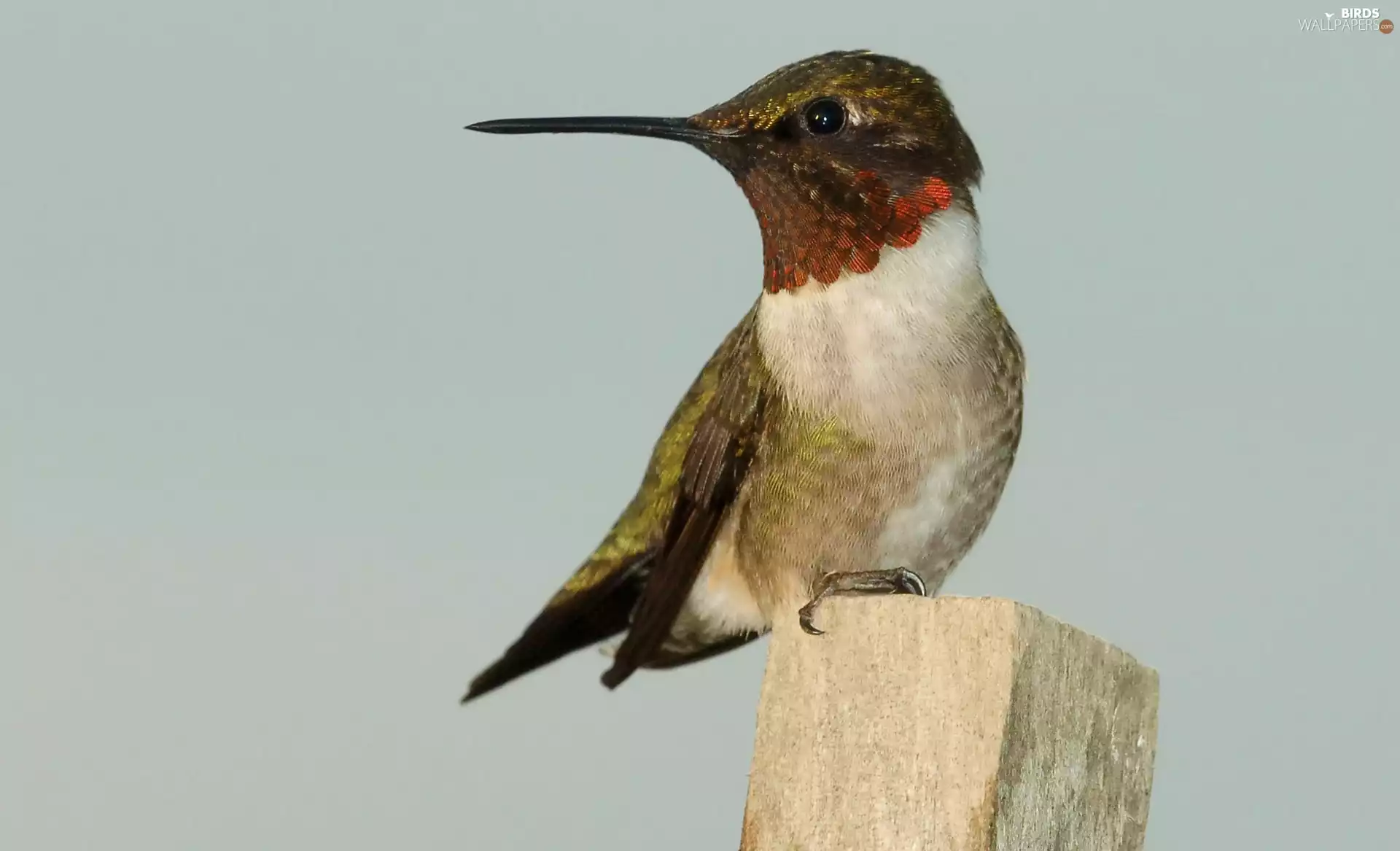 Ruby-throated hummingbird, stake