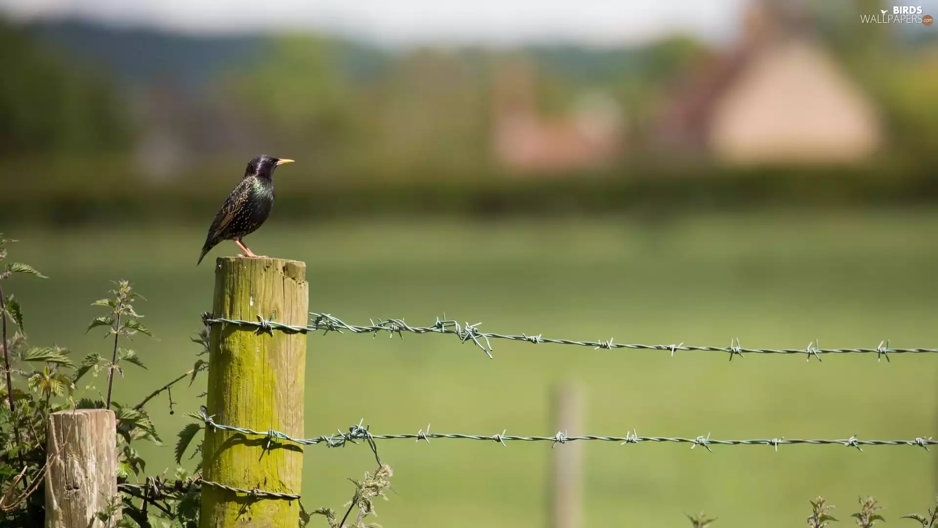 Bird, Fance, fence, starling