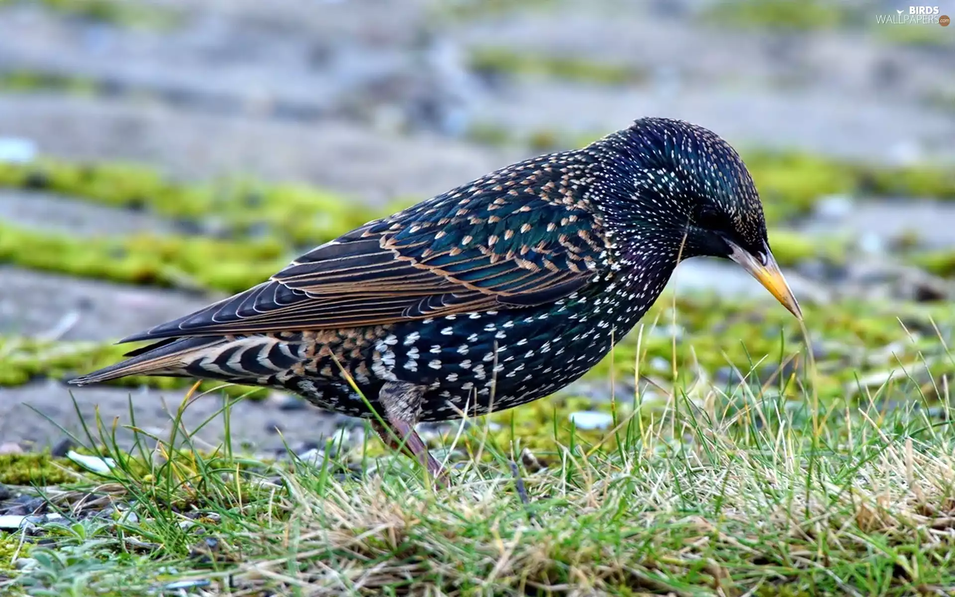 starling, grass