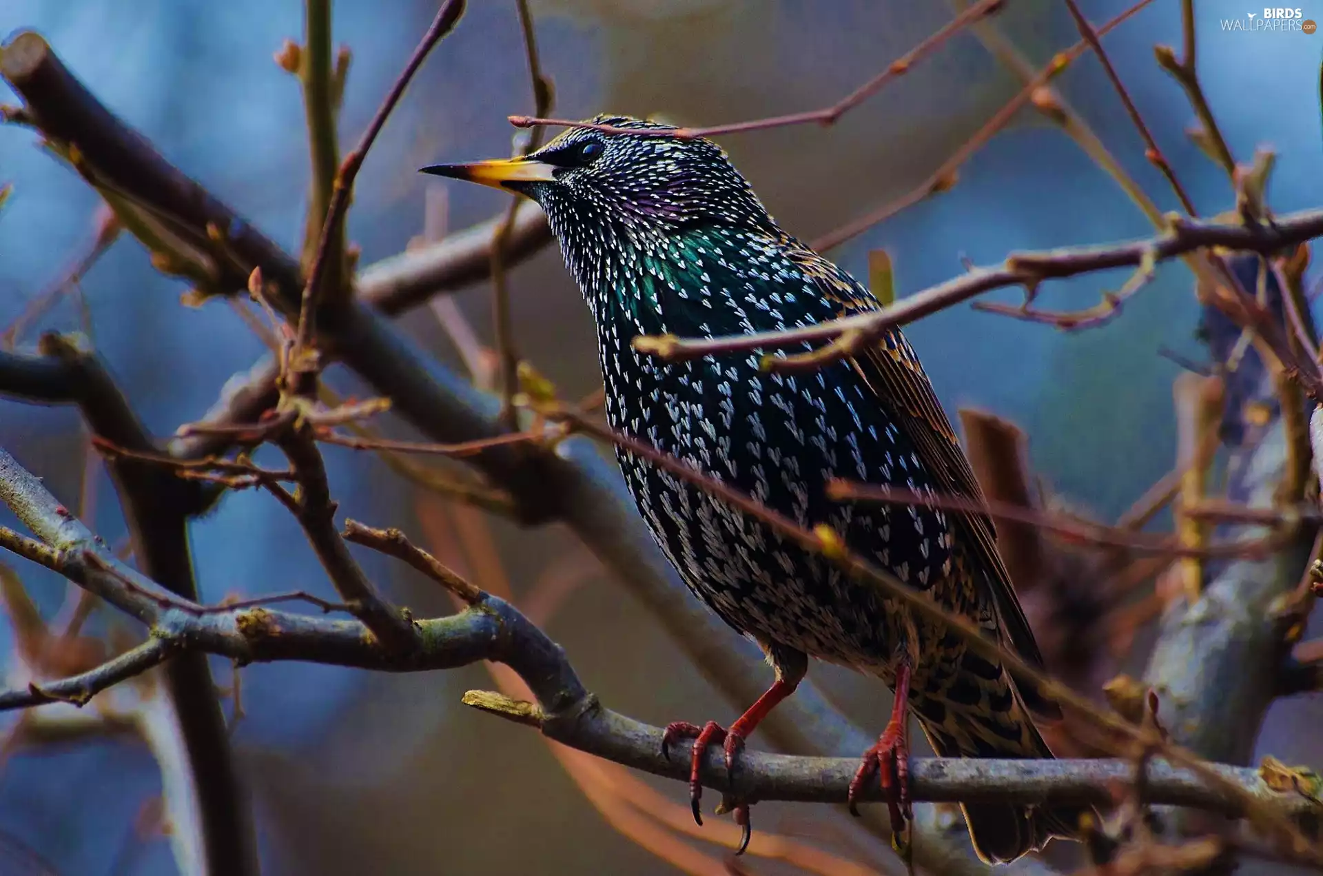 starling, branch pics