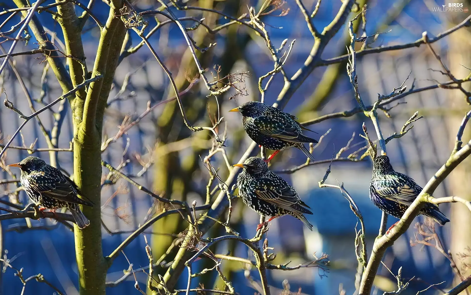 starlings, branch pics