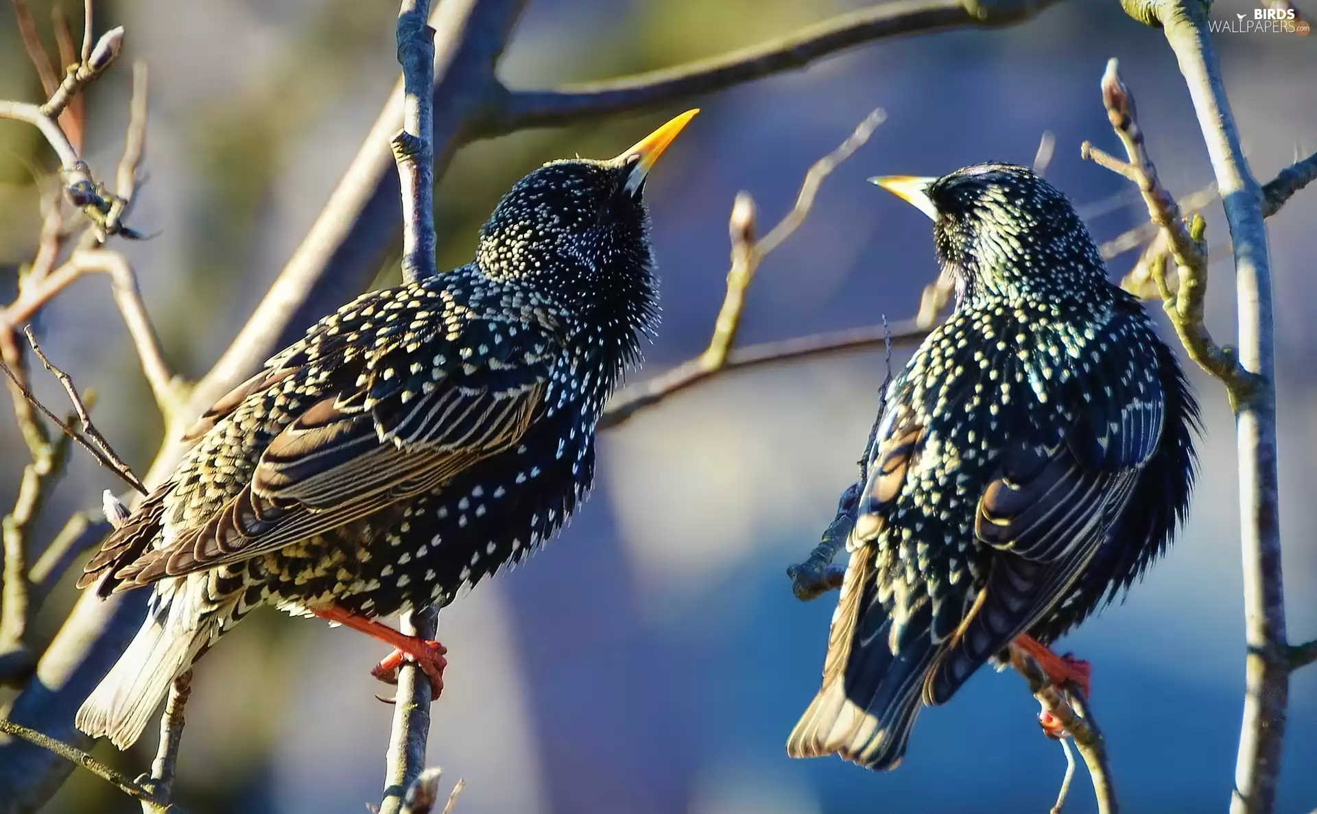 starlings, Twigs