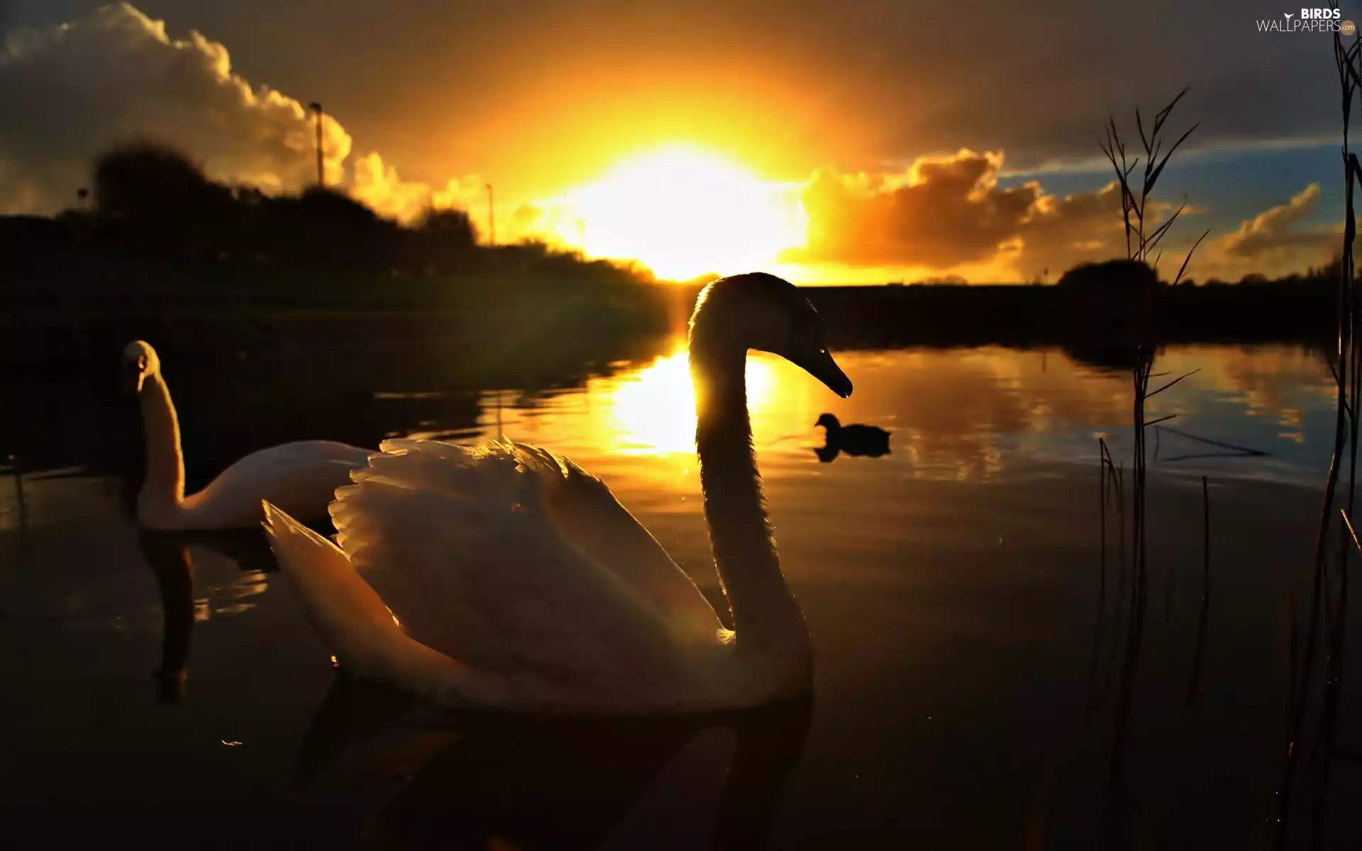 lake, Great Sunsets, Steam, young, Swan
