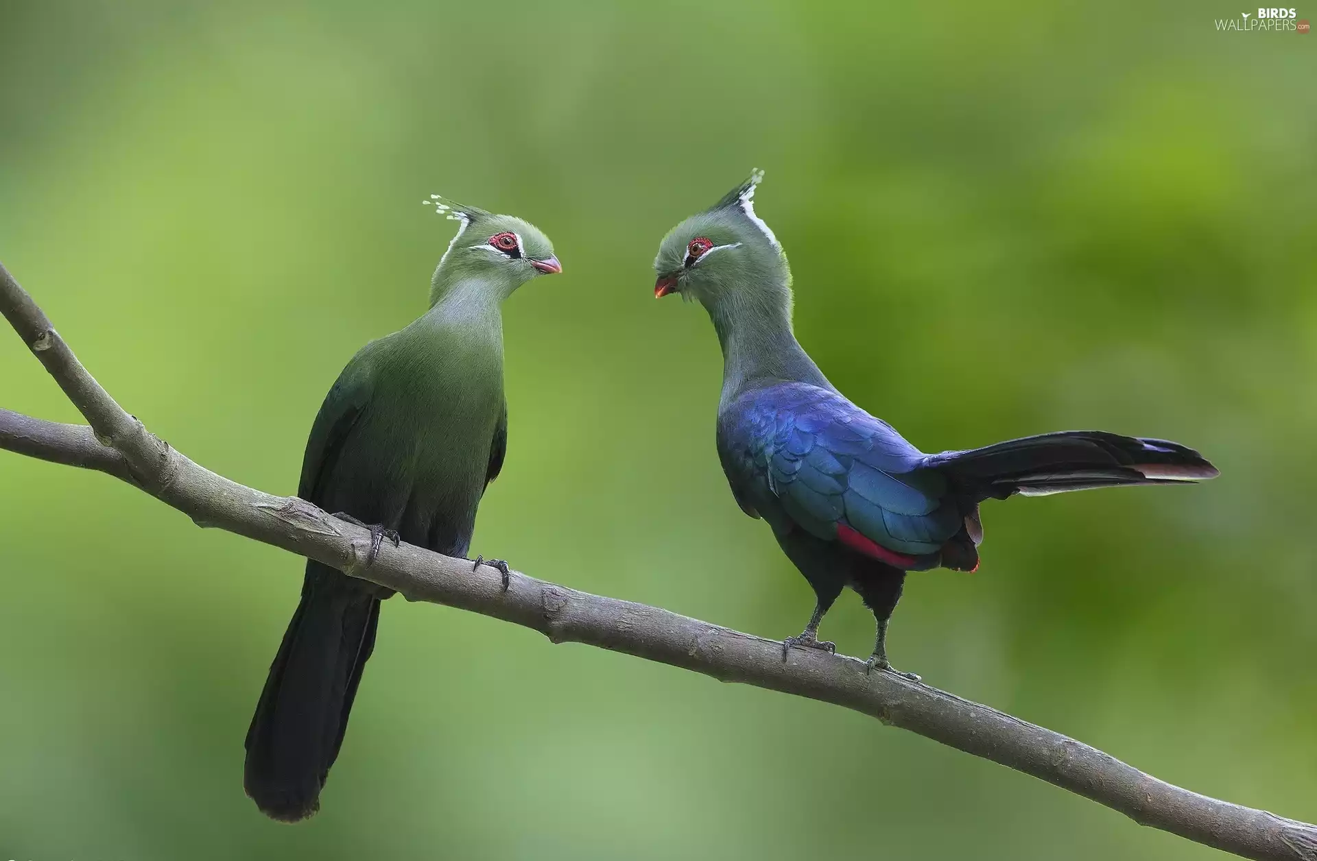 Steam, birds, Turaco