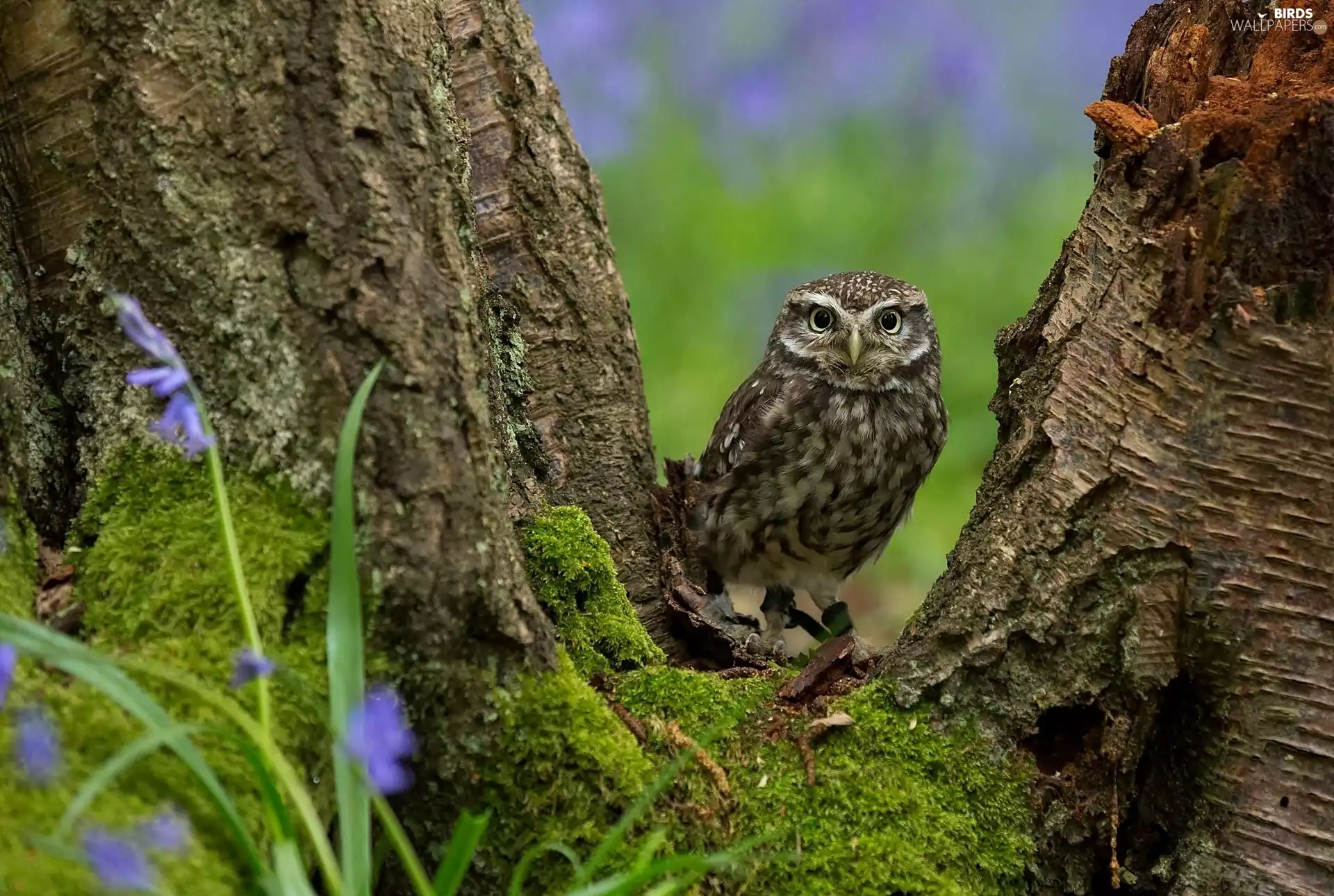 owl, trees, Moss, Stems