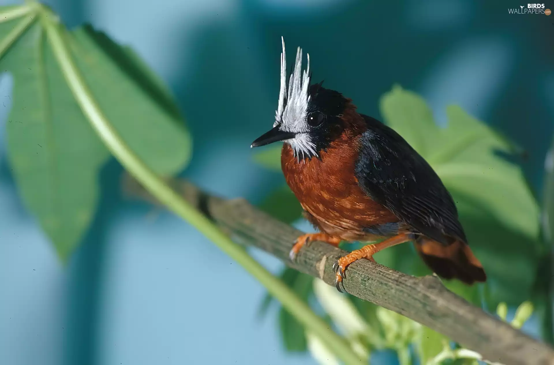 Leaf, Freak mask, stick