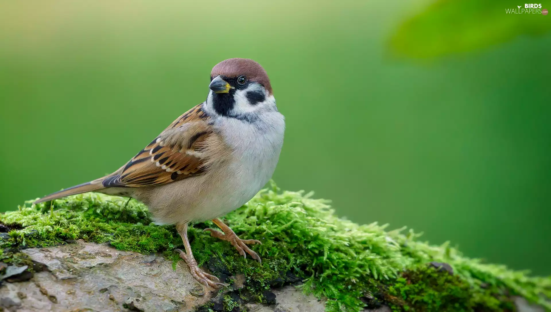 sparrow, Stone, blurry background, mossy