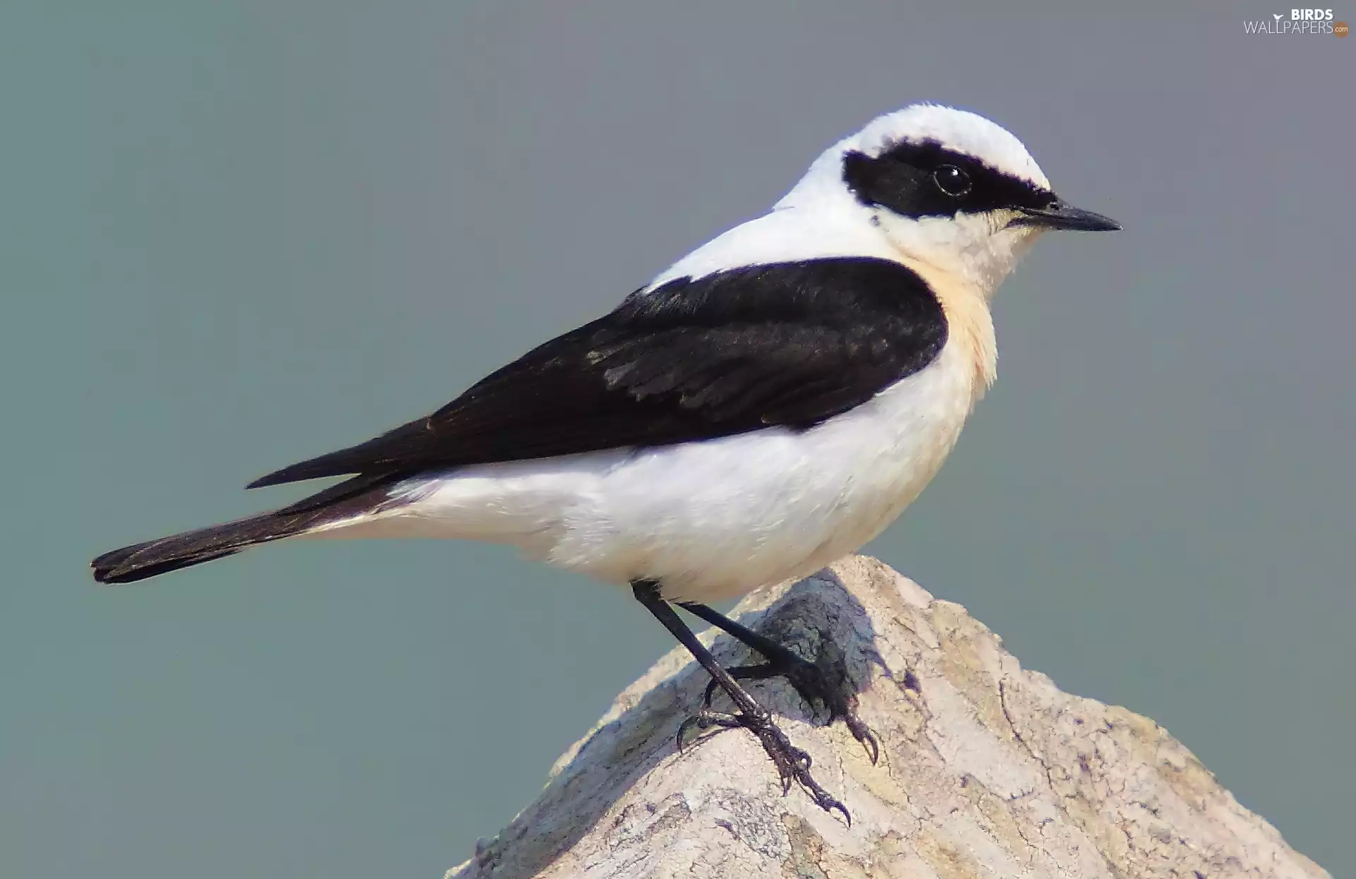 Stone, wheatear, grouper