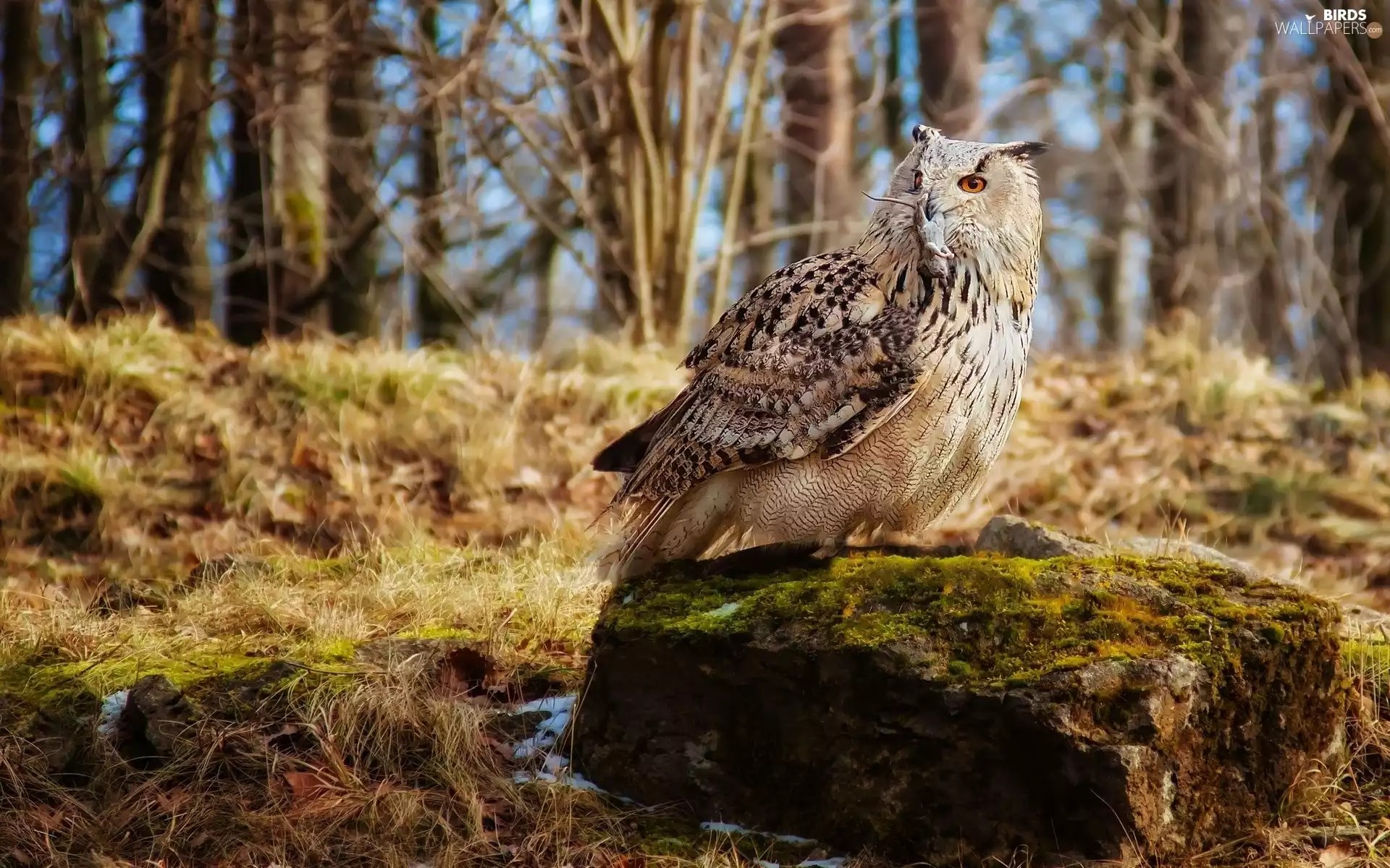 forest, Stone, mouse, litter, owl