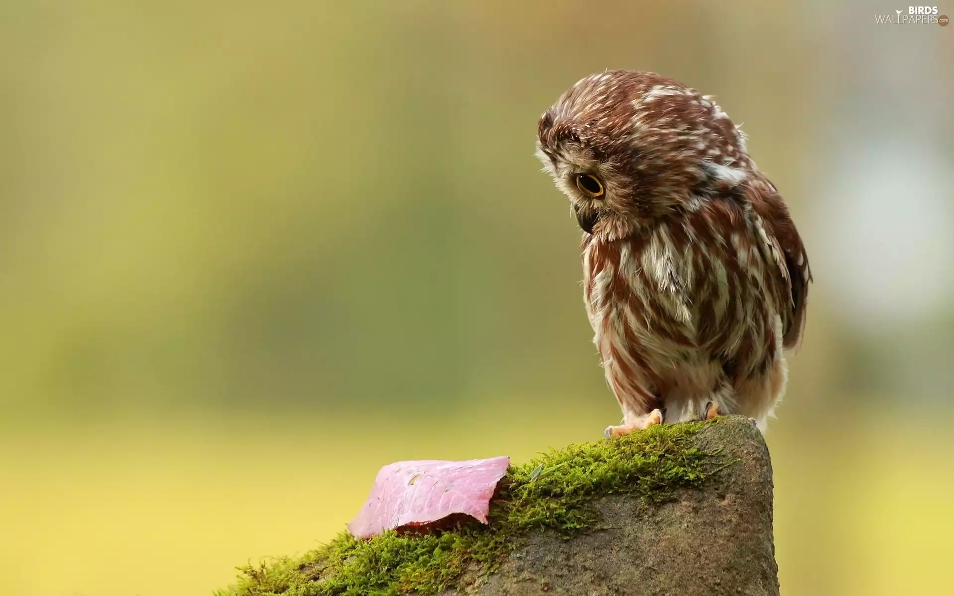 Stone, staring, owl