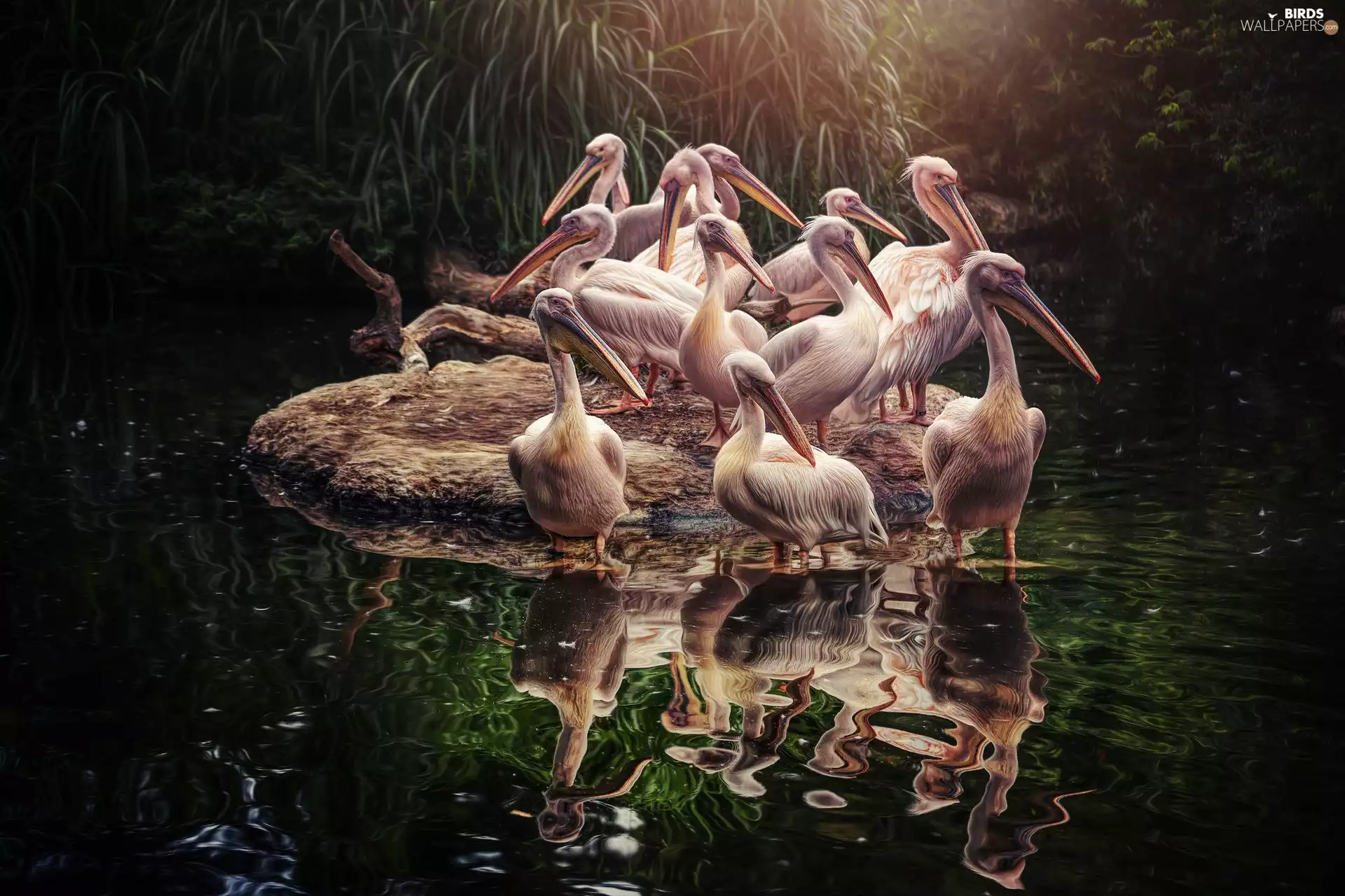 birds, Stone, Pond - car, pelicans