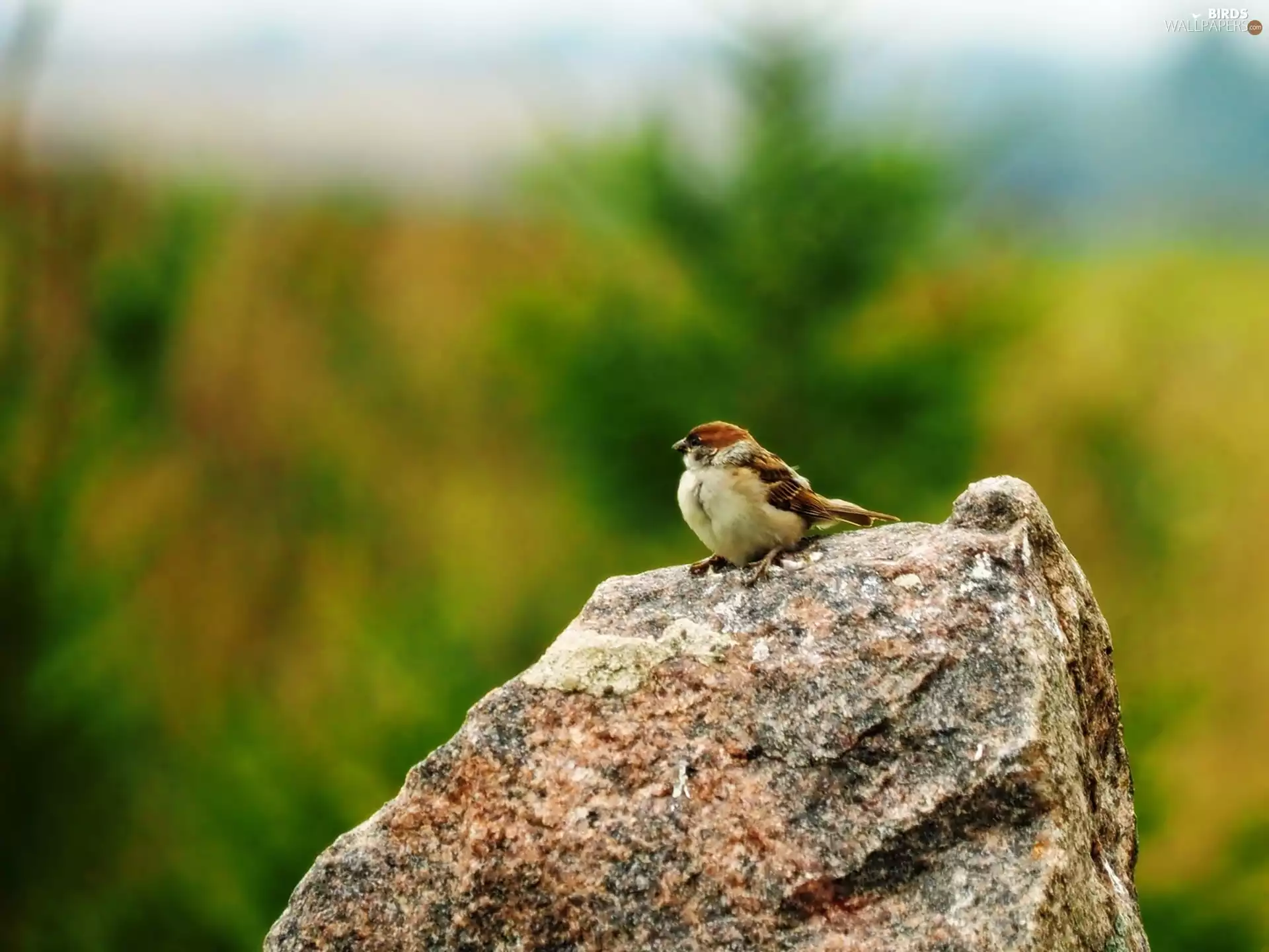 Stone, Bird, sparrow