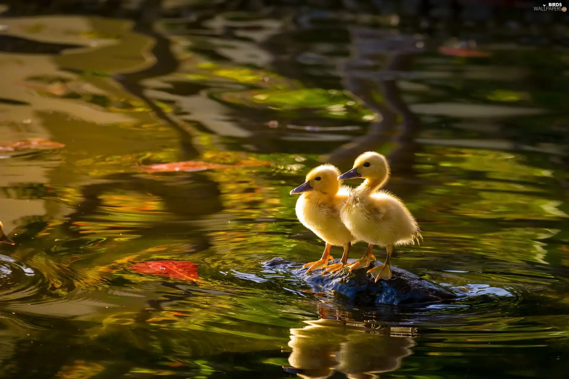 sweet, water, Stone, ducks