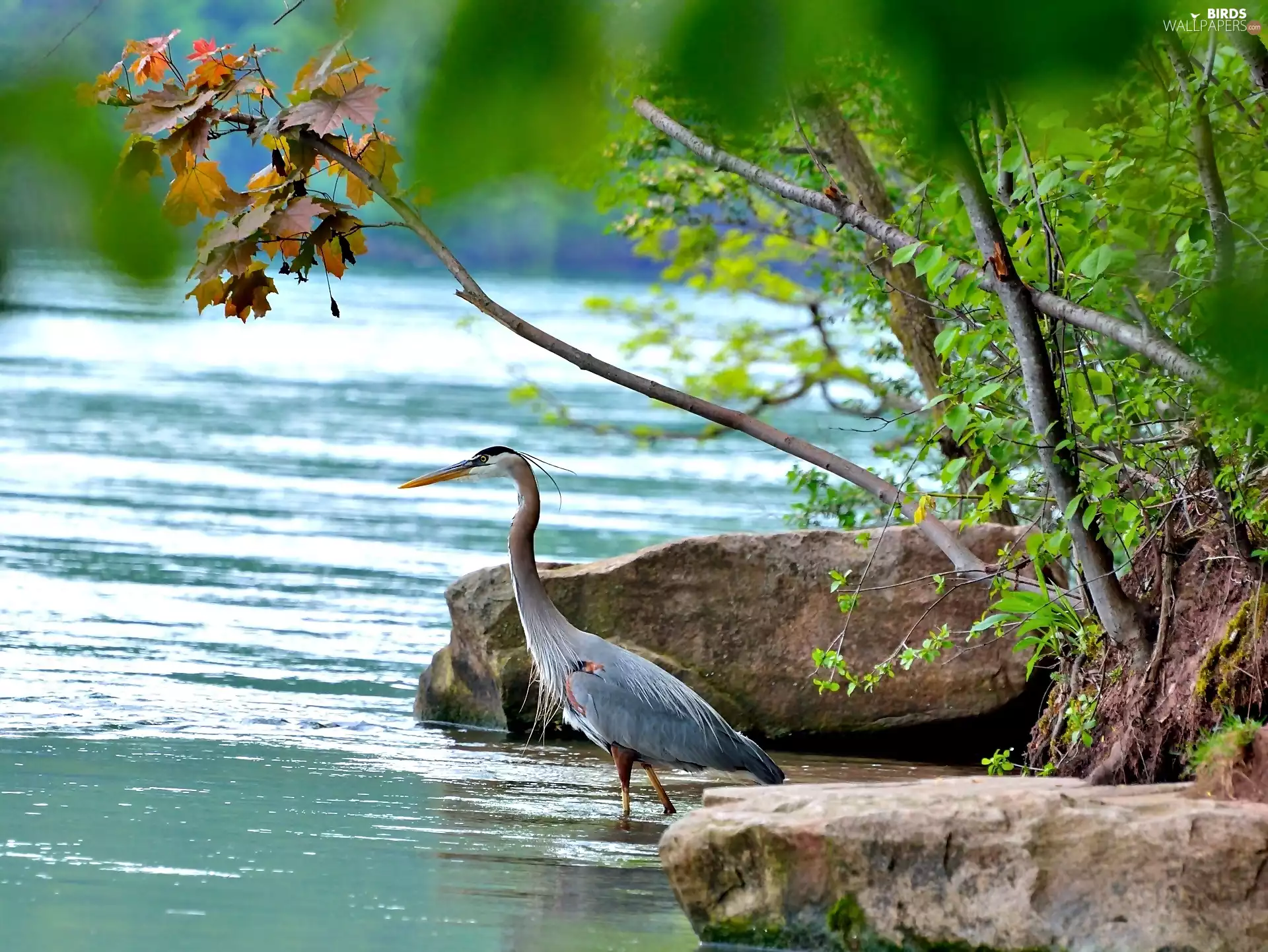 trees, viewes, River, Stones, Gery Heron
