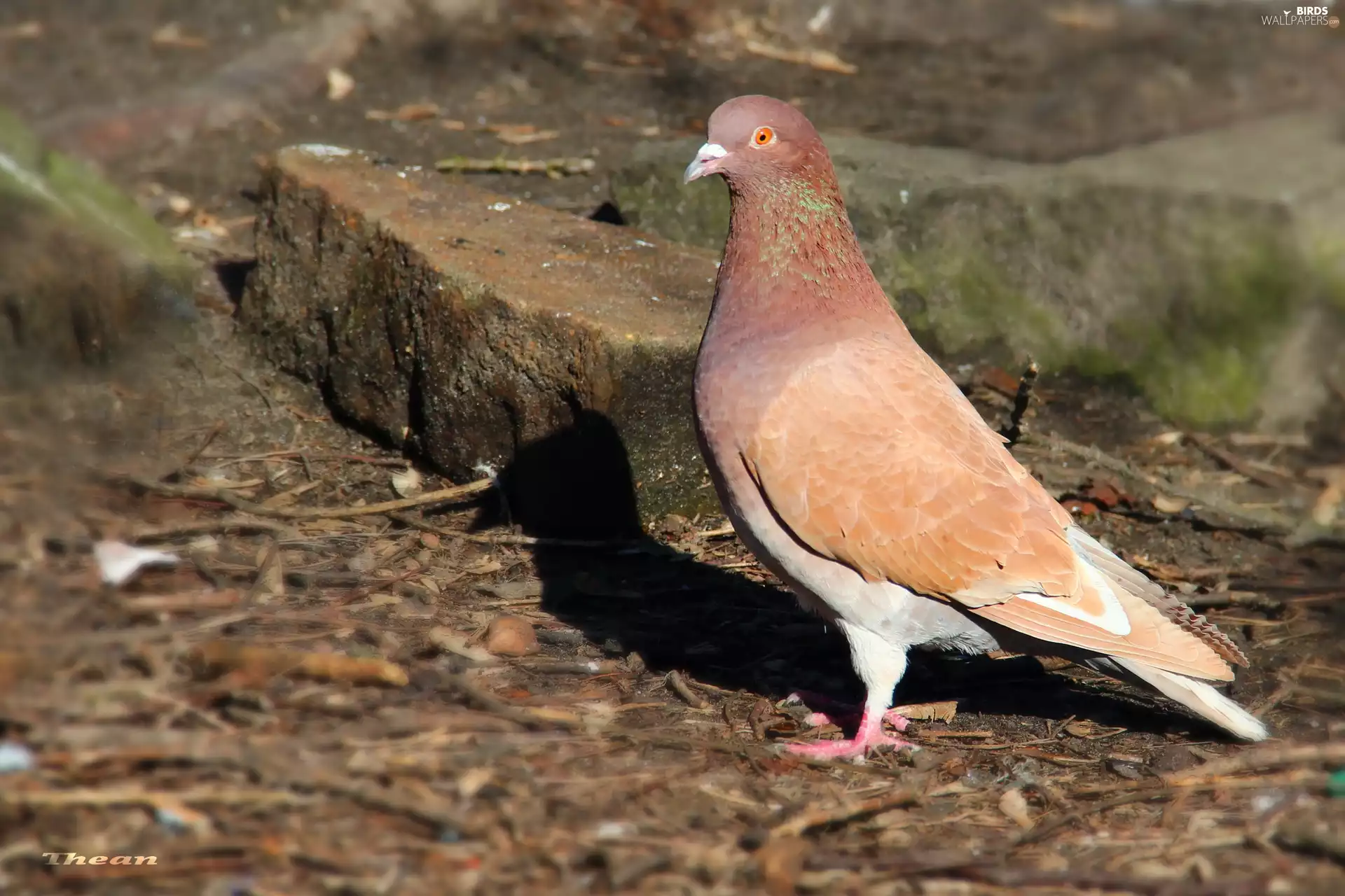 Stones, ginger, pigeon