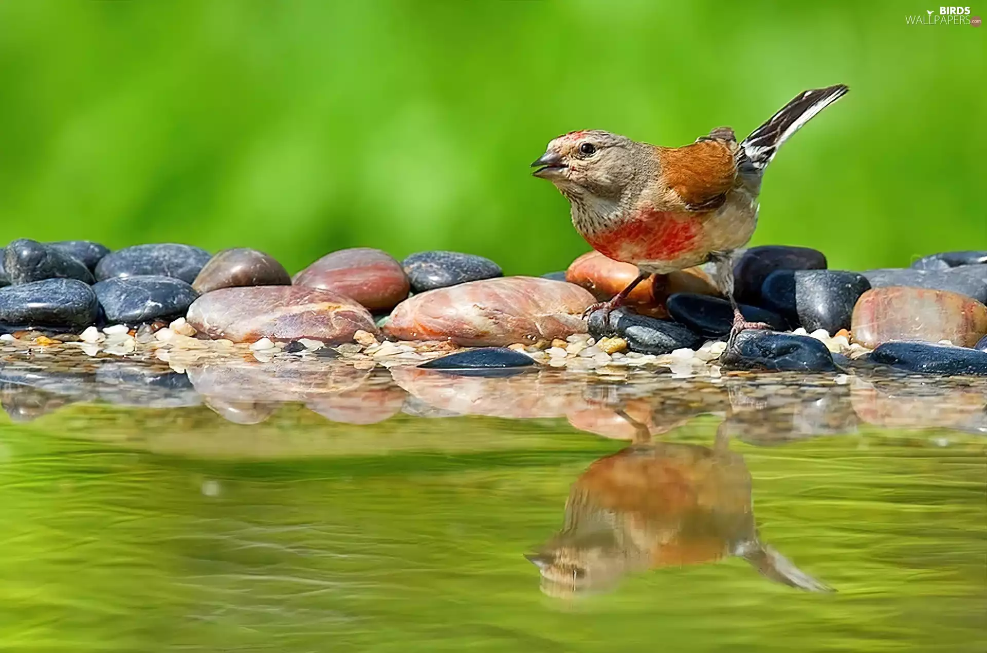 Stones, linnet, River