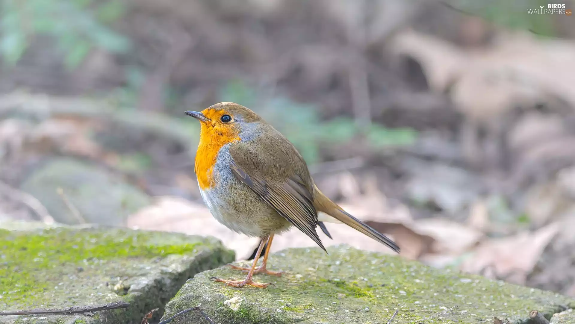 Stones, Bird, robin