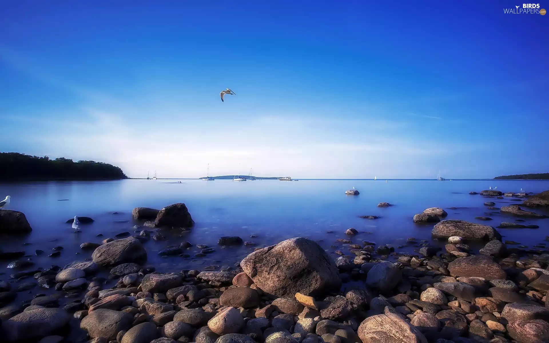 sea, gulls, Canada, Stones