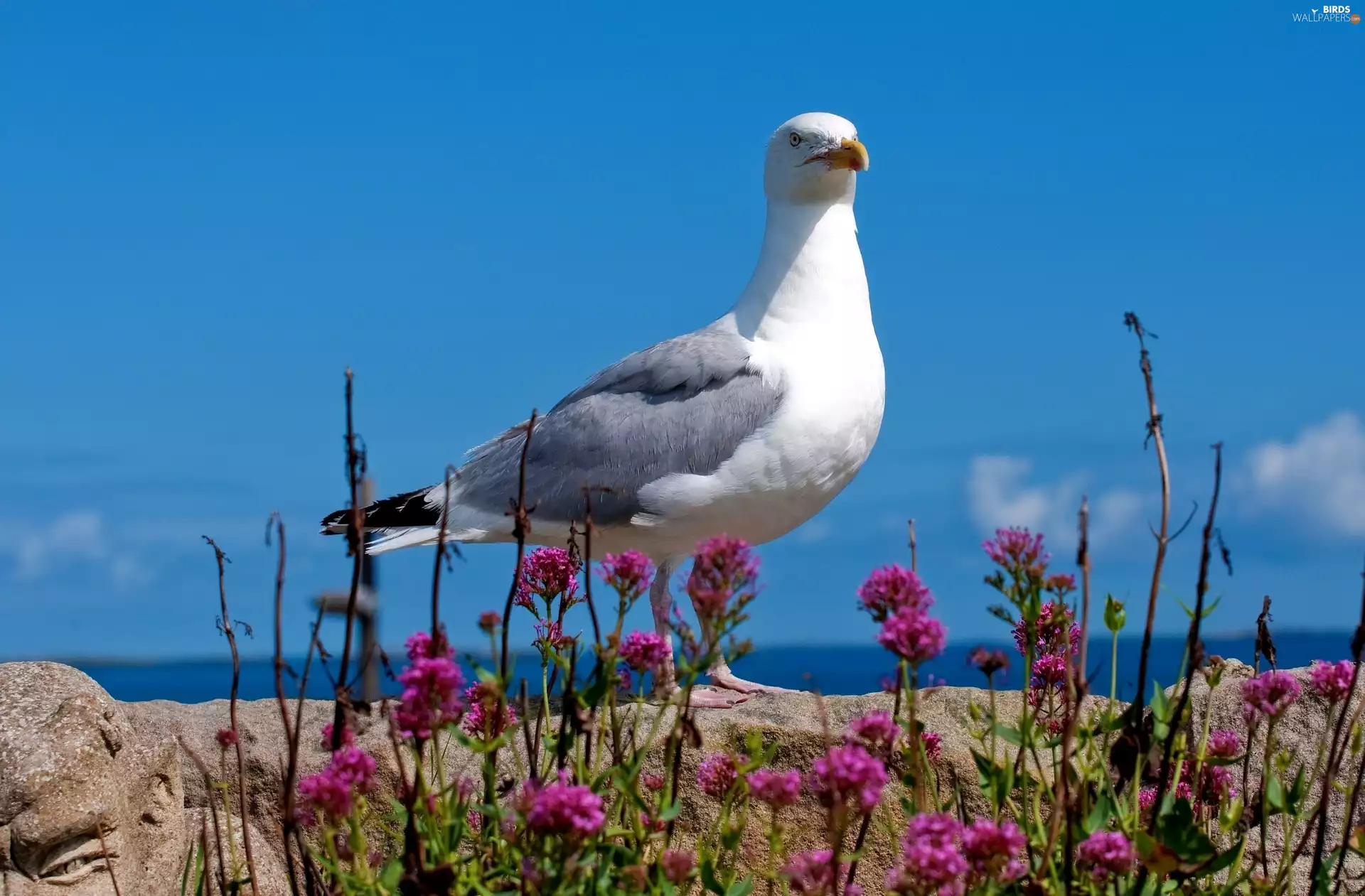 Sky, Flowers, seagull, Stones