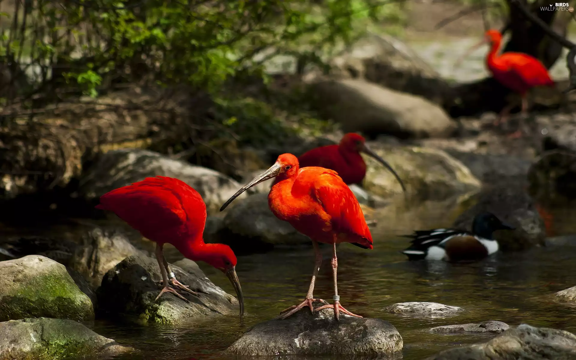 Stones, ibises, water