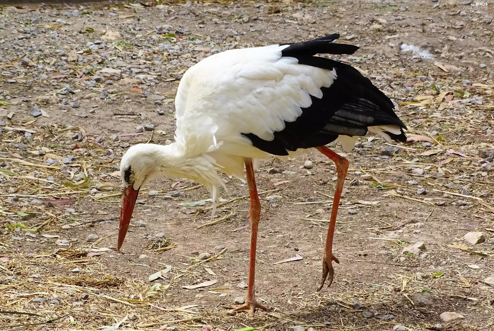 stork