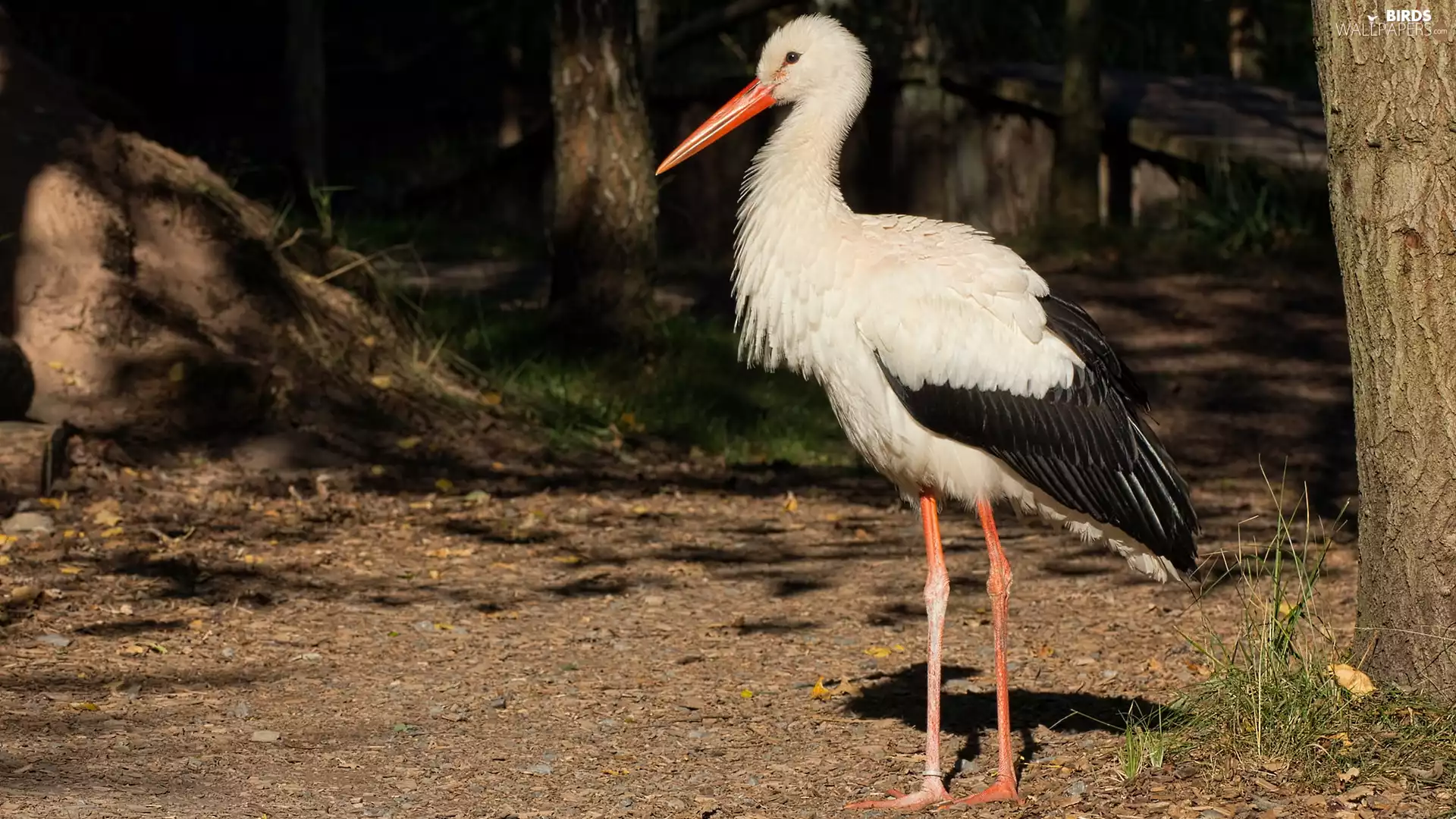 Bird, trees, viewes, stork