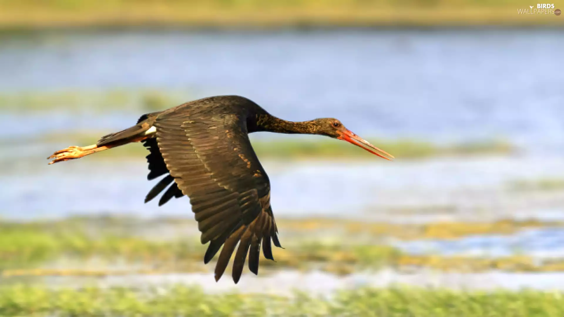 stork, flight, Black