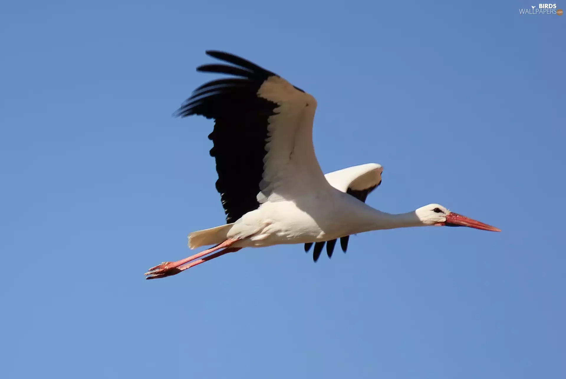 stork, flight
