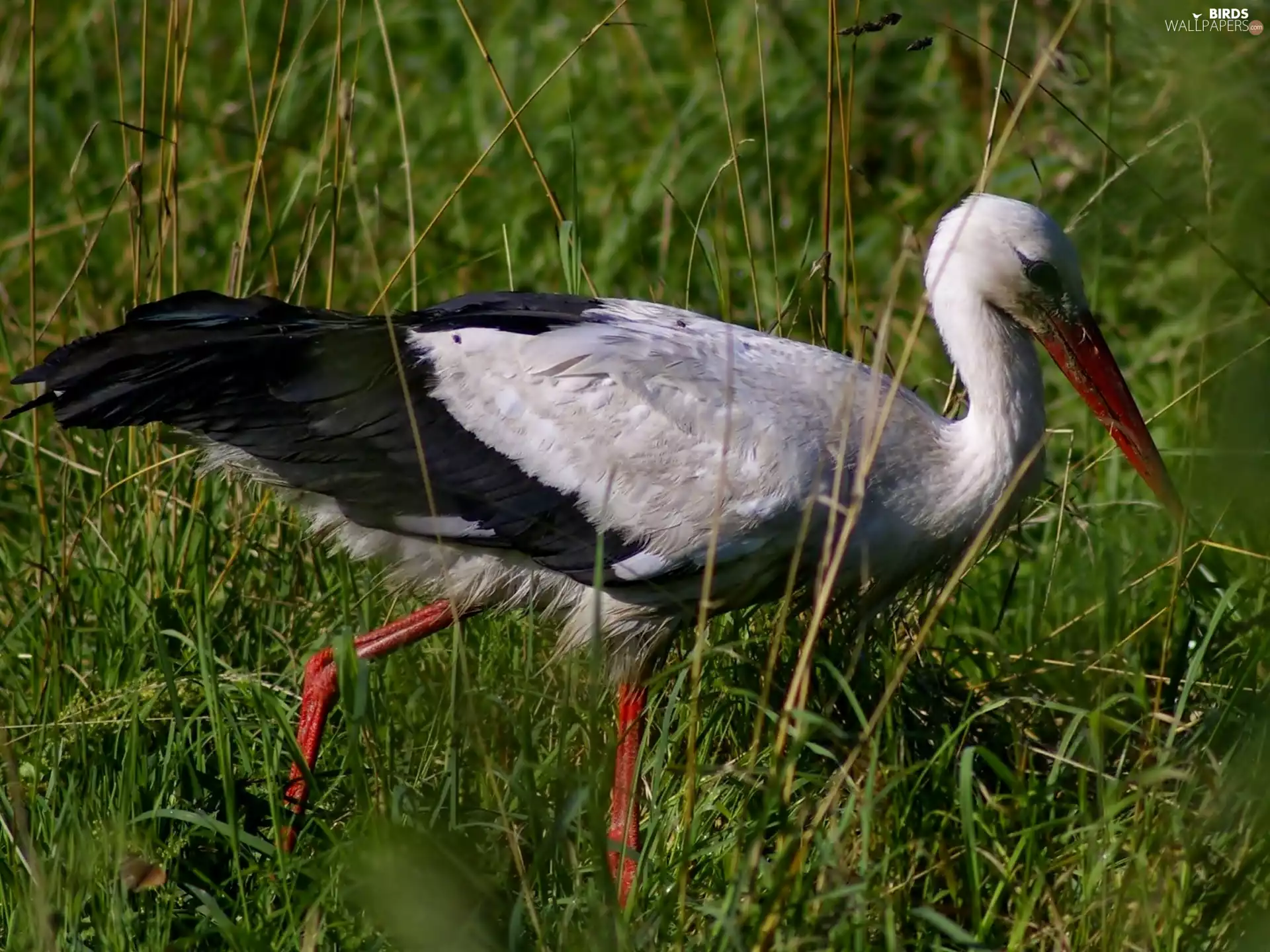 stork, grass