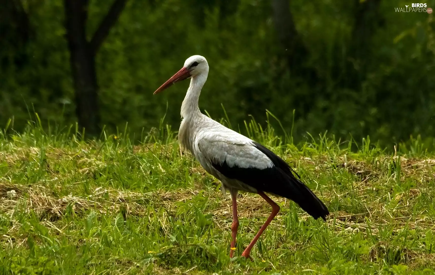 stork, grass