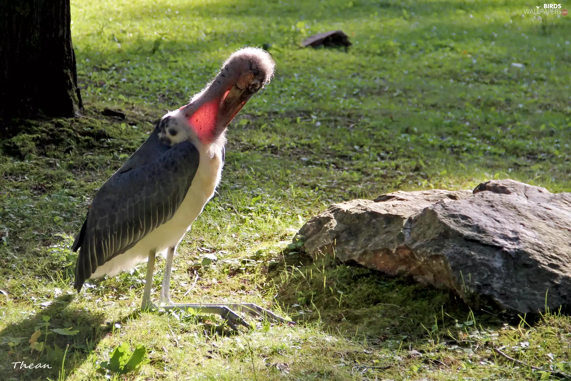 stork, marabou