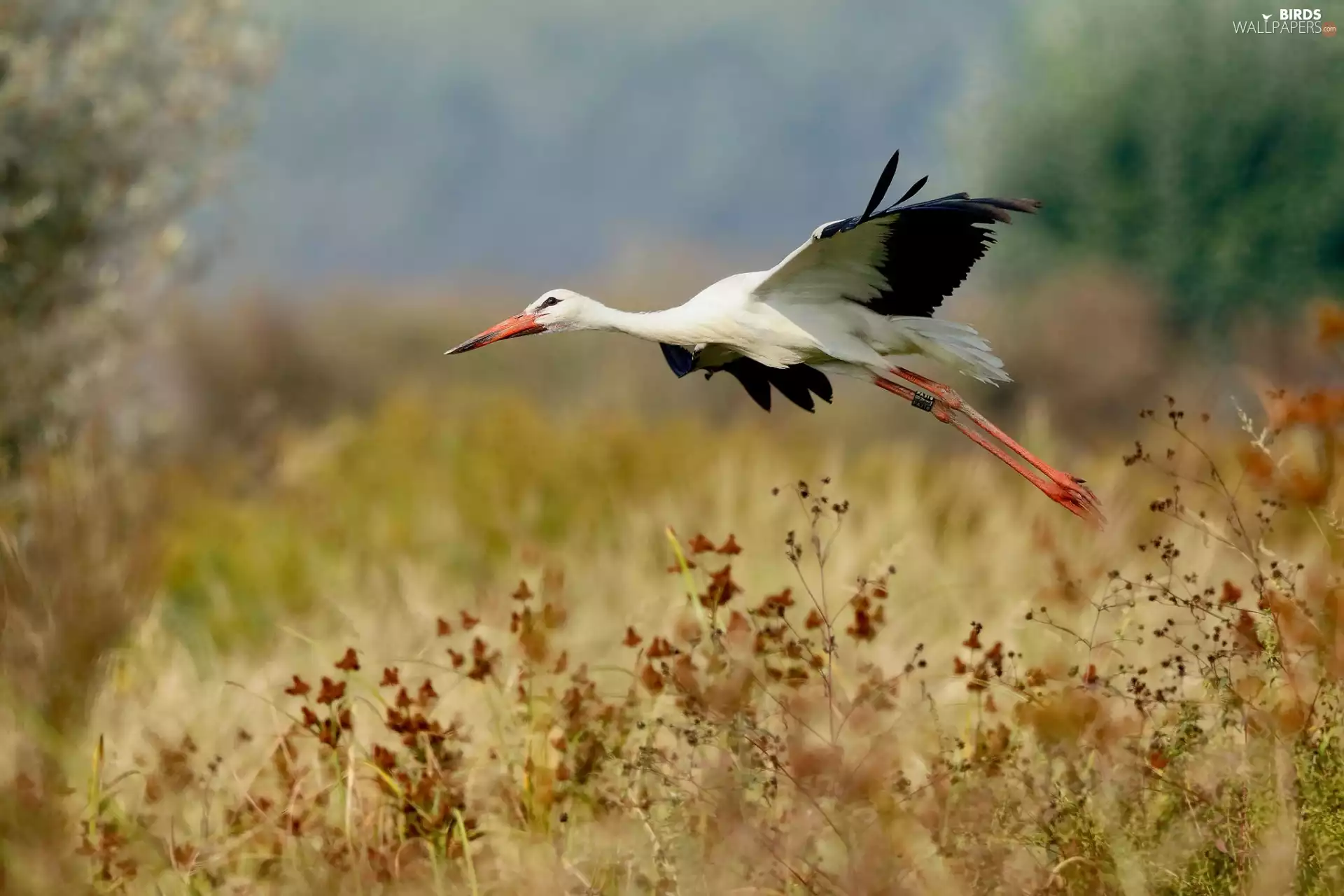 stork, Meadow