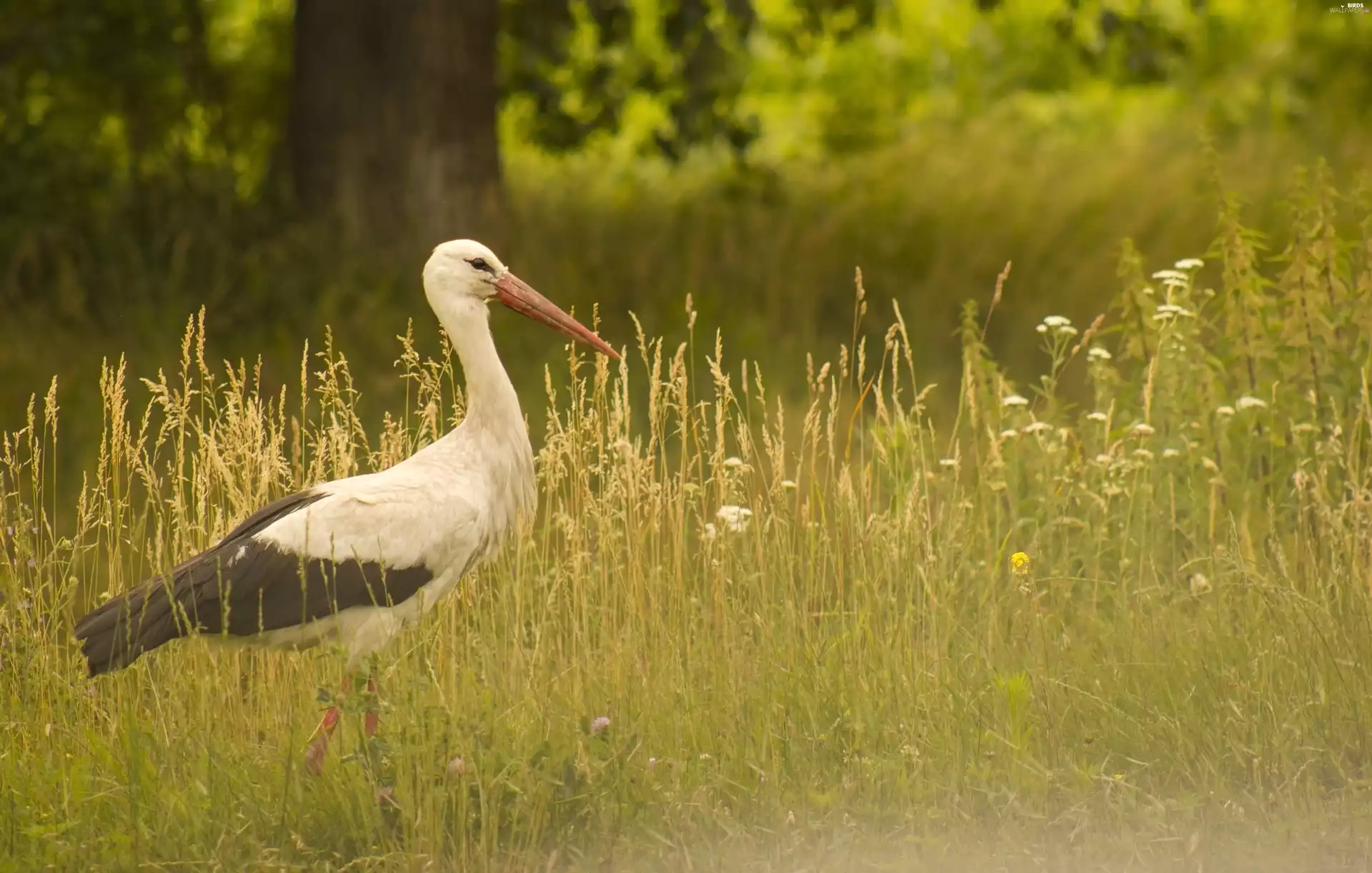 stork, summer, Meadow