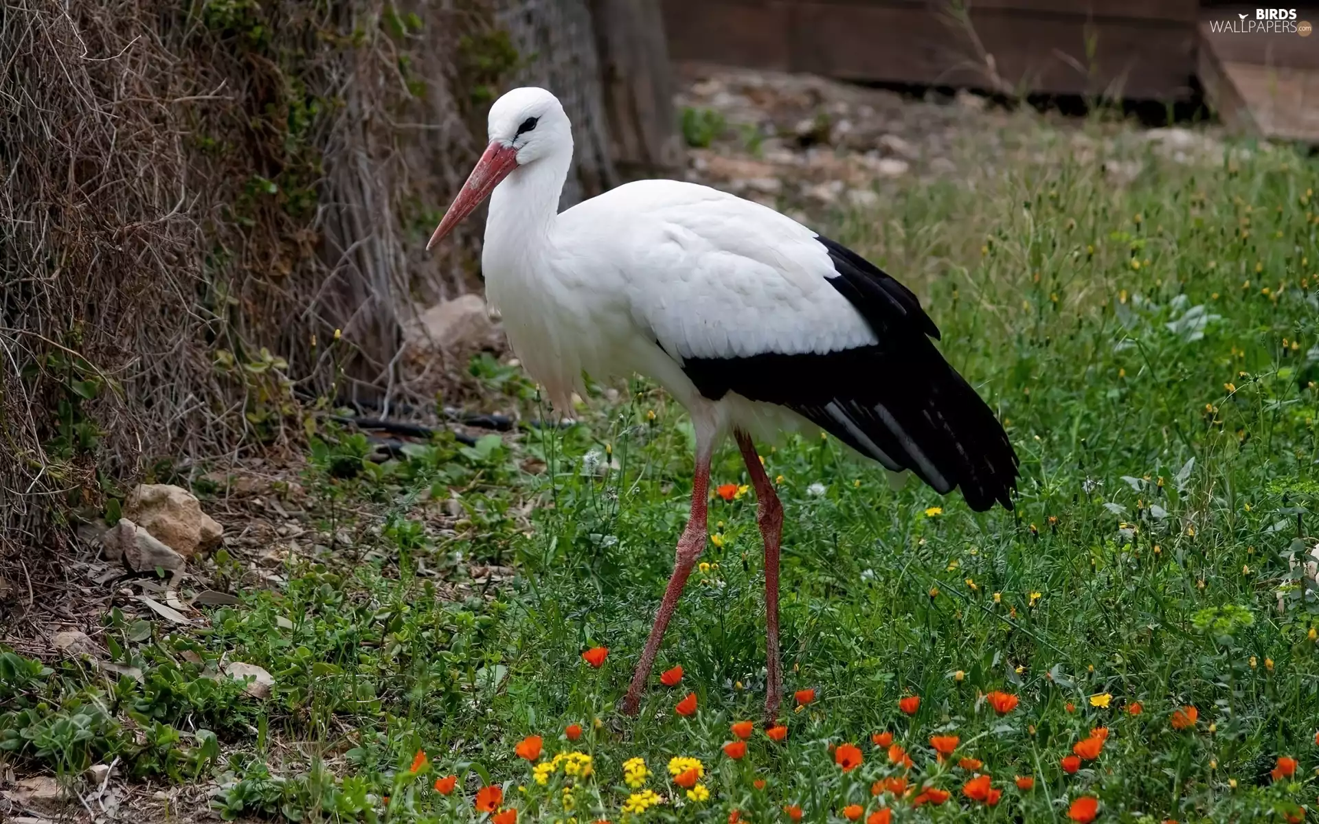 stork, Meadow