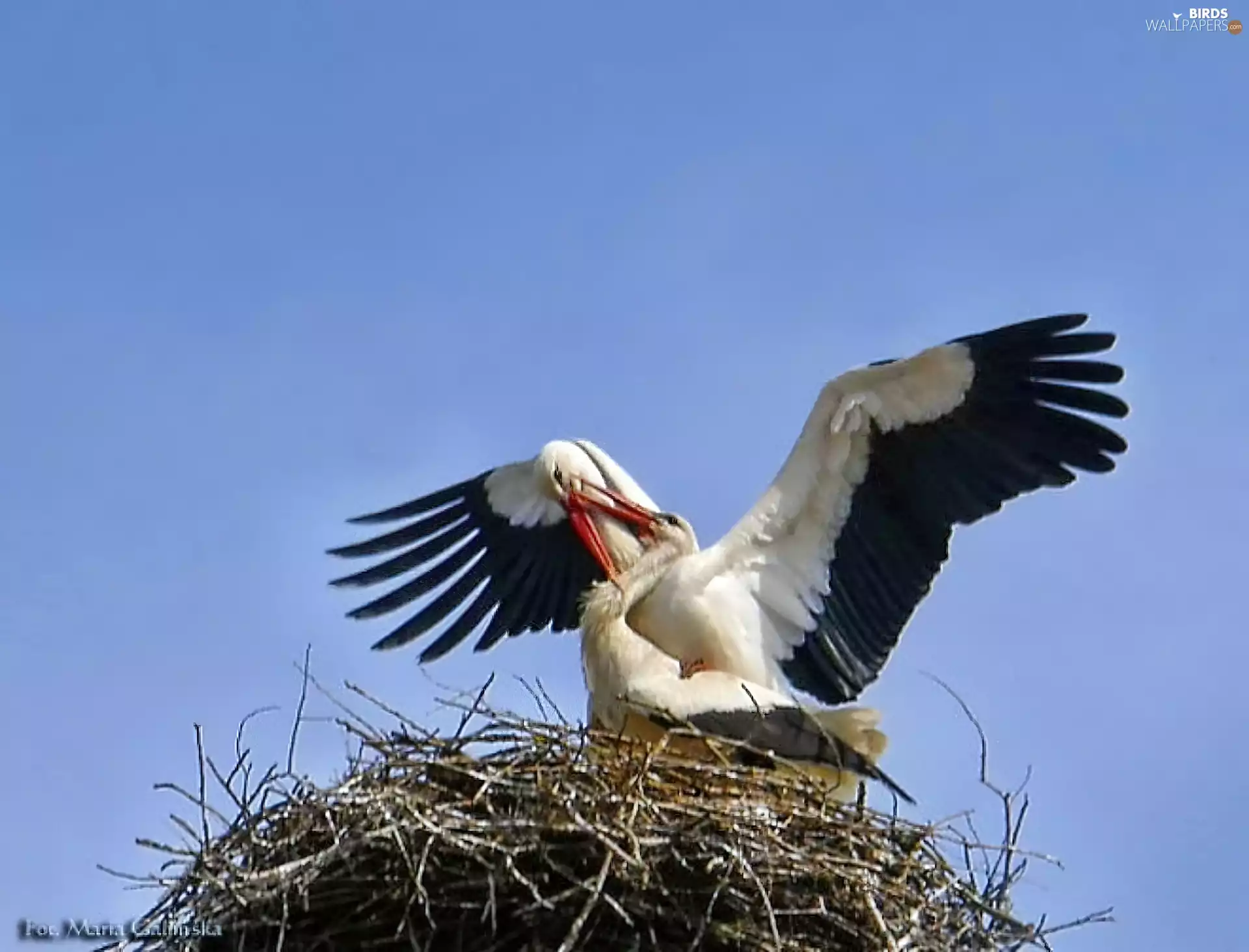 Stork, nest
