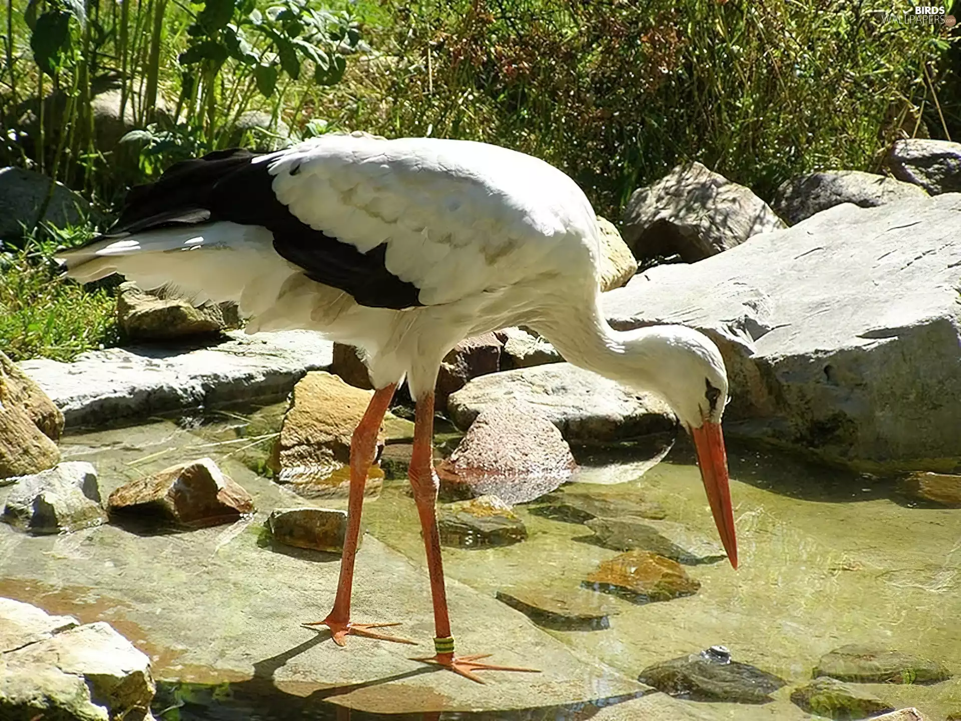 stork, rocks