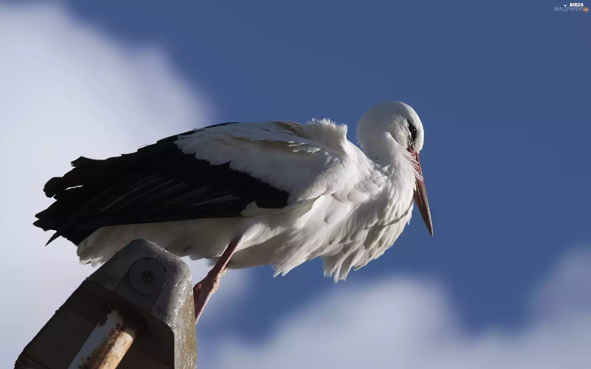 stork, Sky