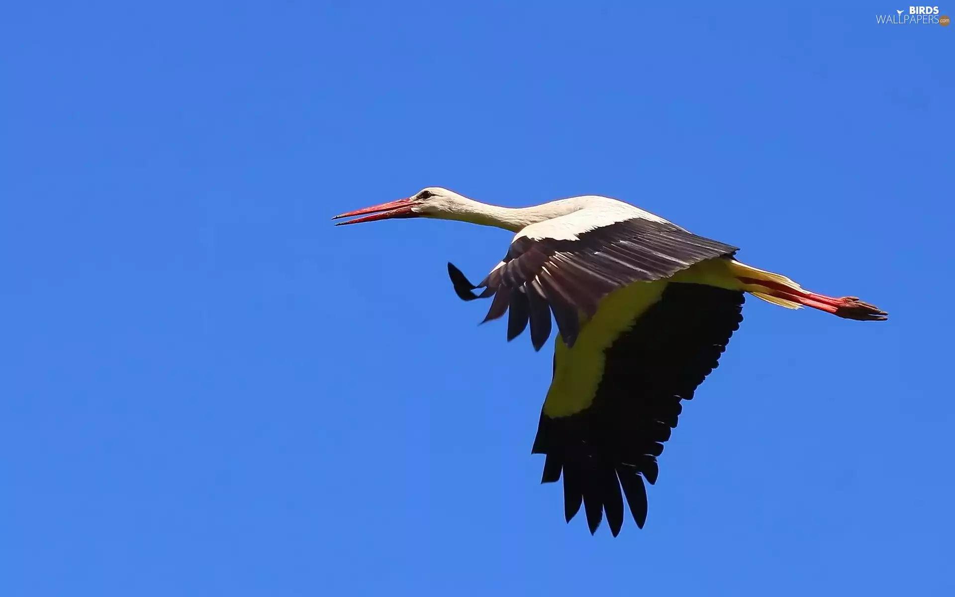 stork