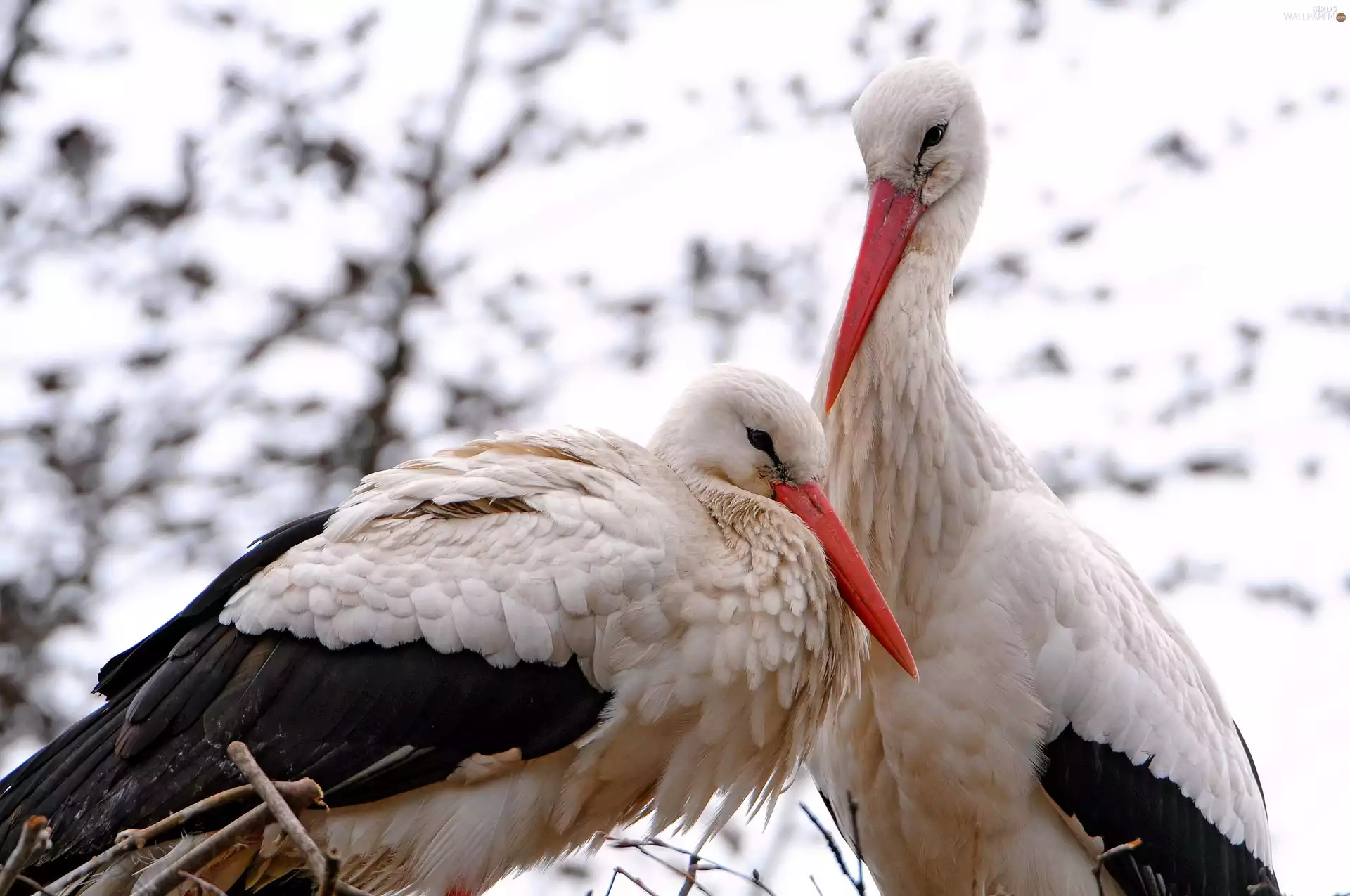 couple, Two cars, Storks