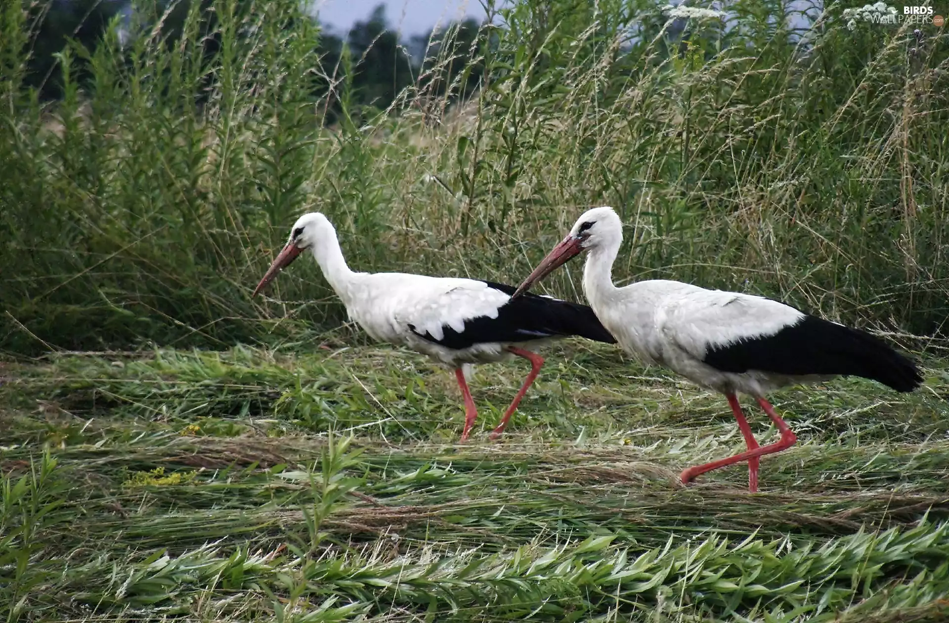 Storks, grass