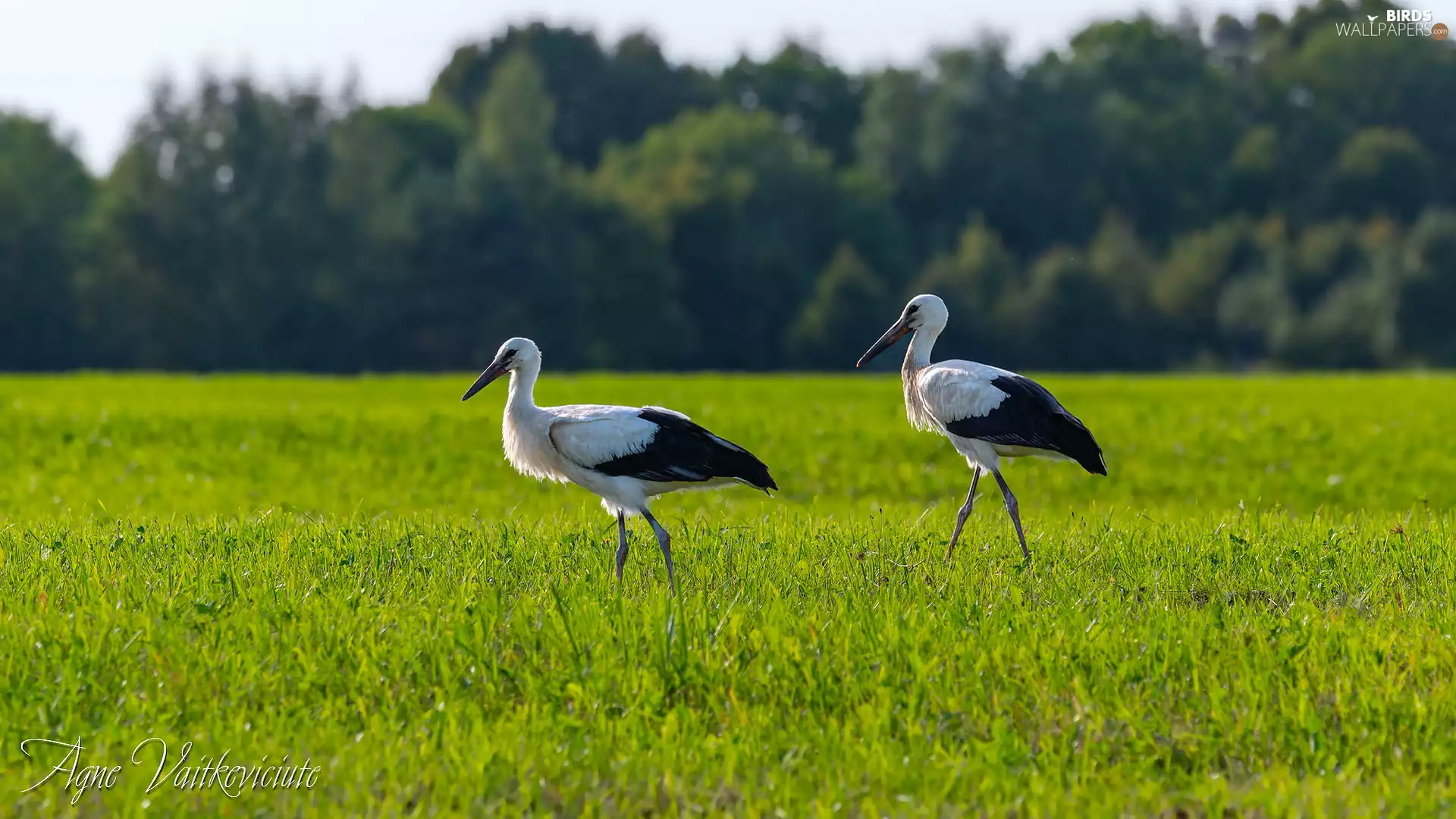Meadow, Two cars, Storks