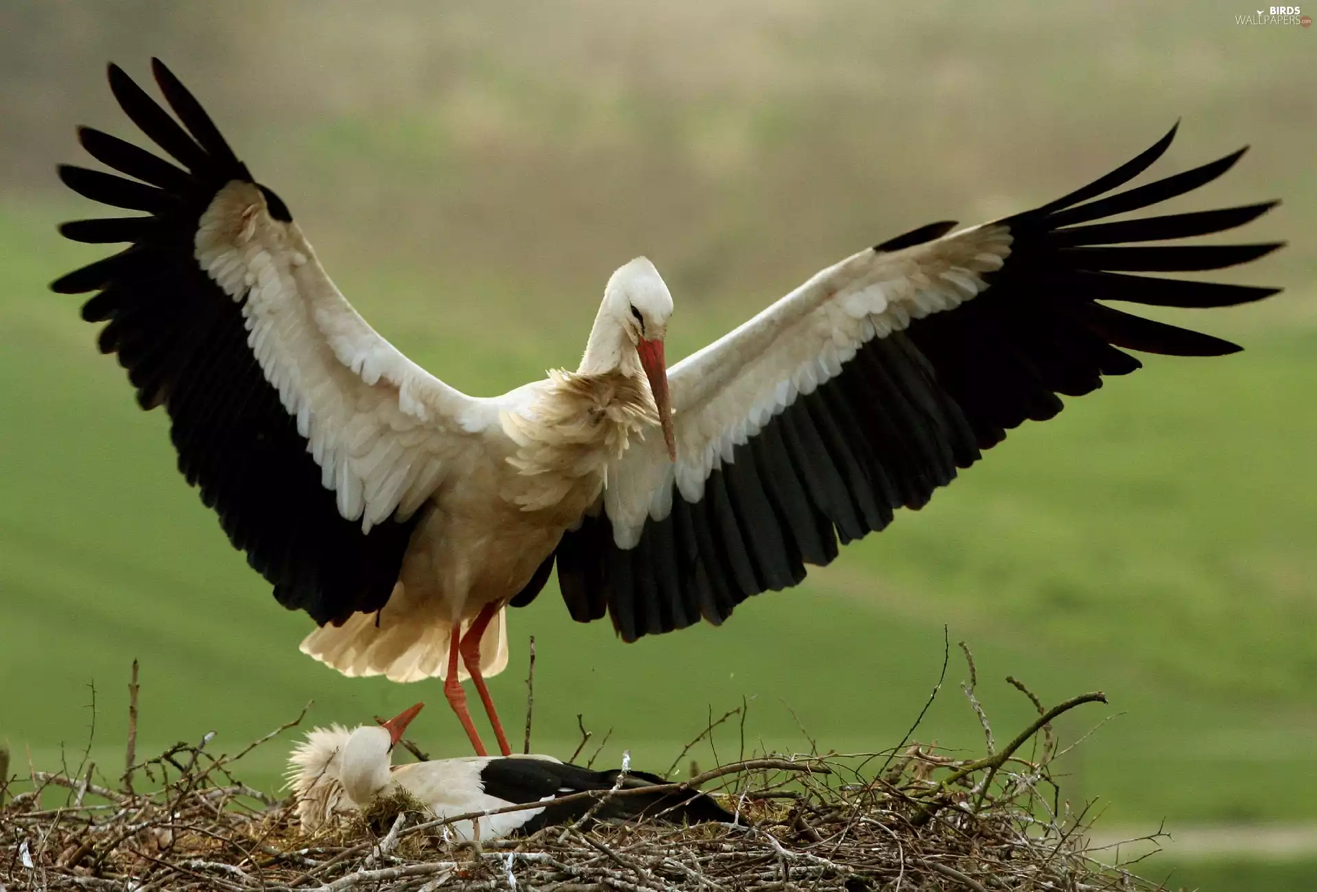 Storks, nest