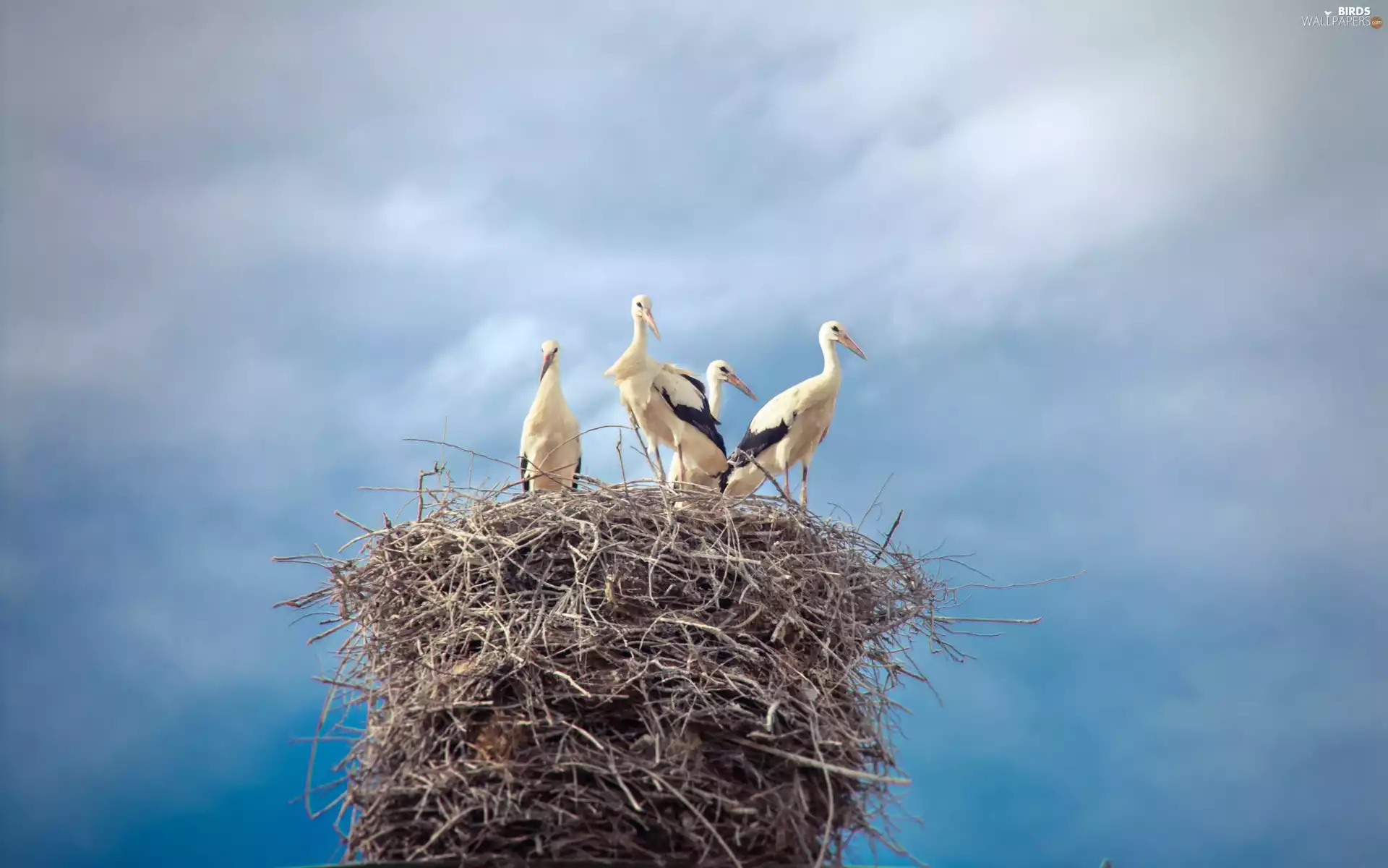 Storks, nest