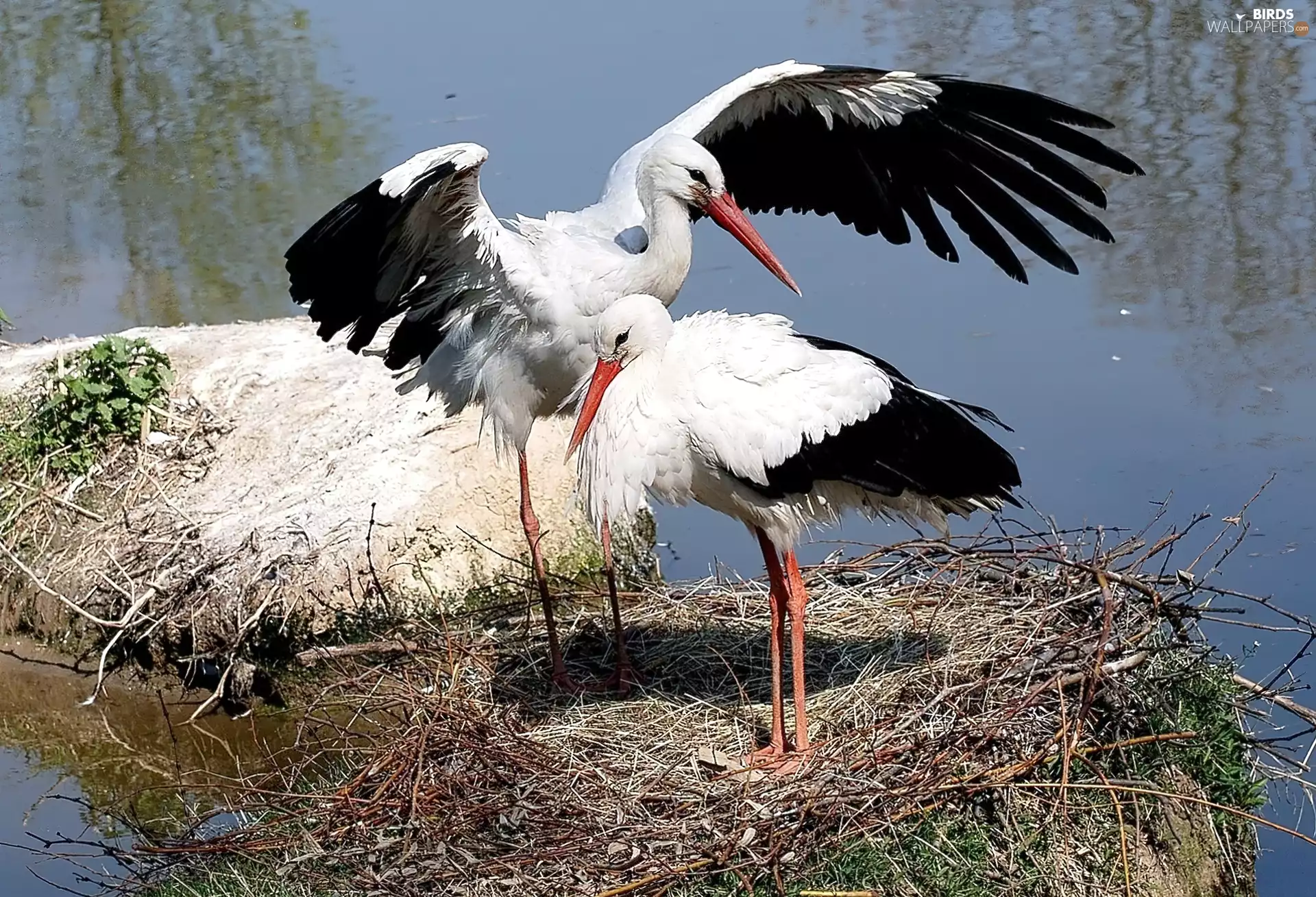Storks, nest