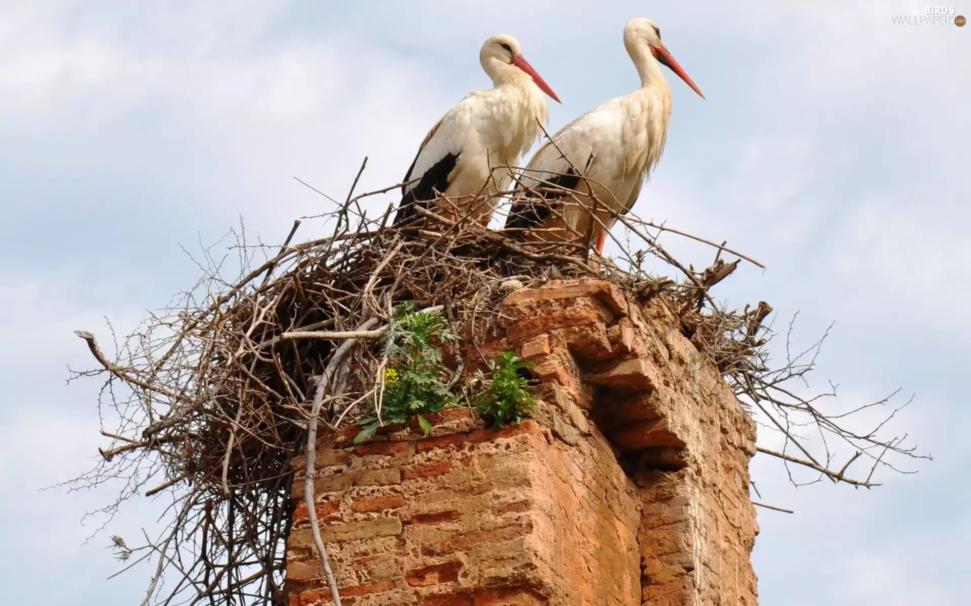 nest, Two cars, Storks