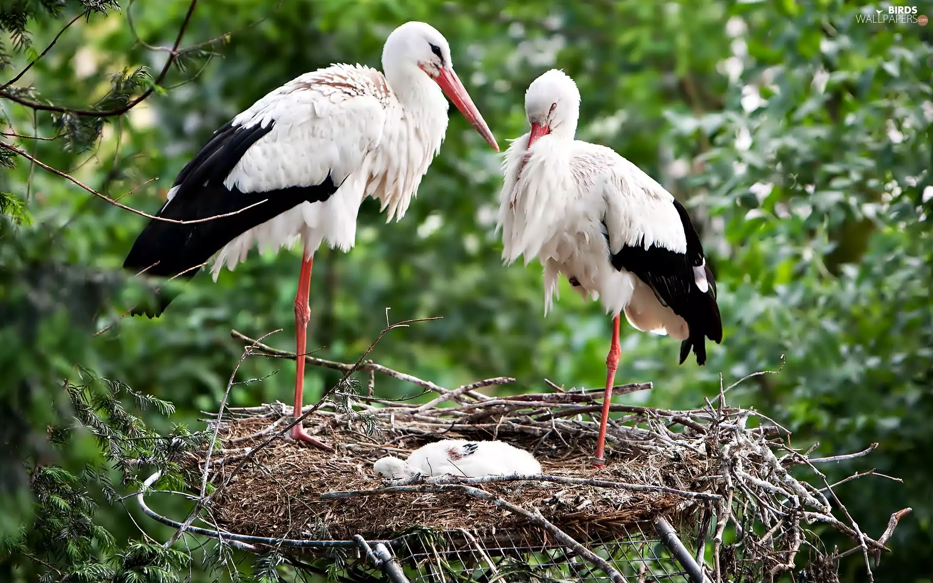nest, Two cars, Storks