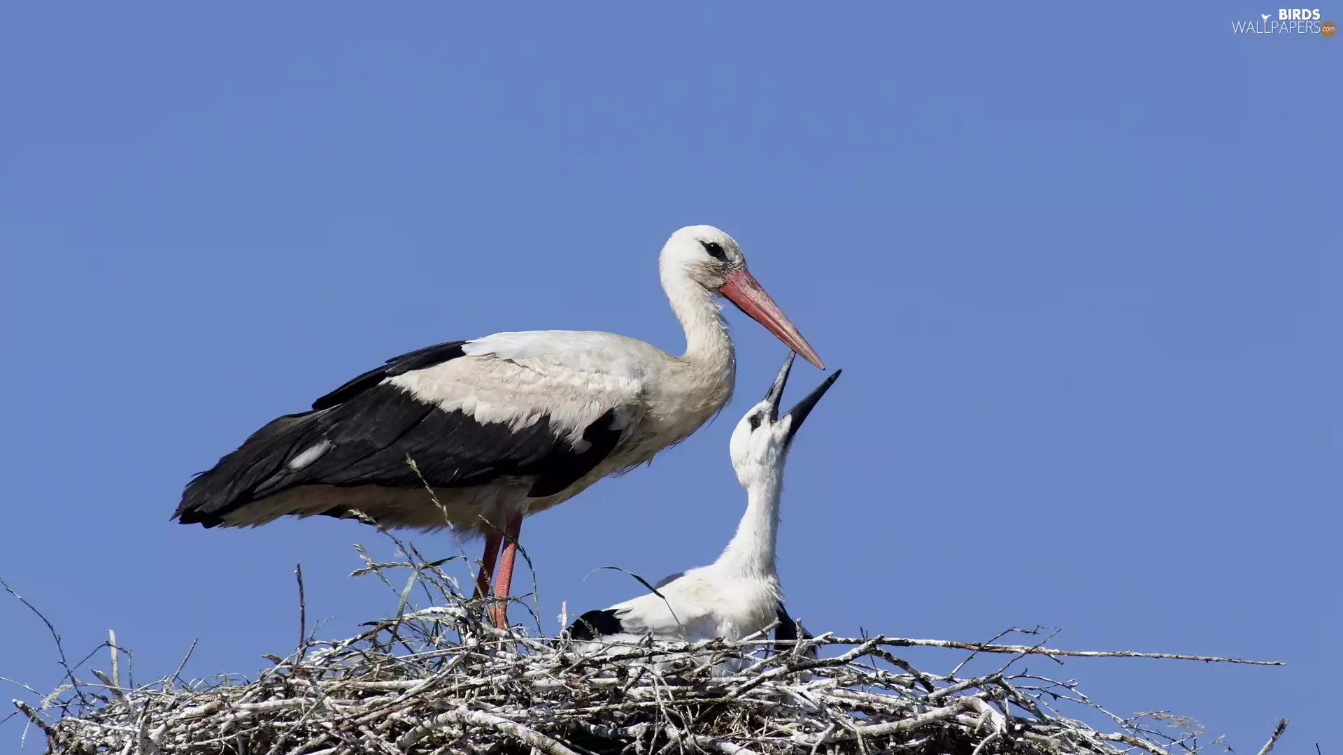 Storks, nest