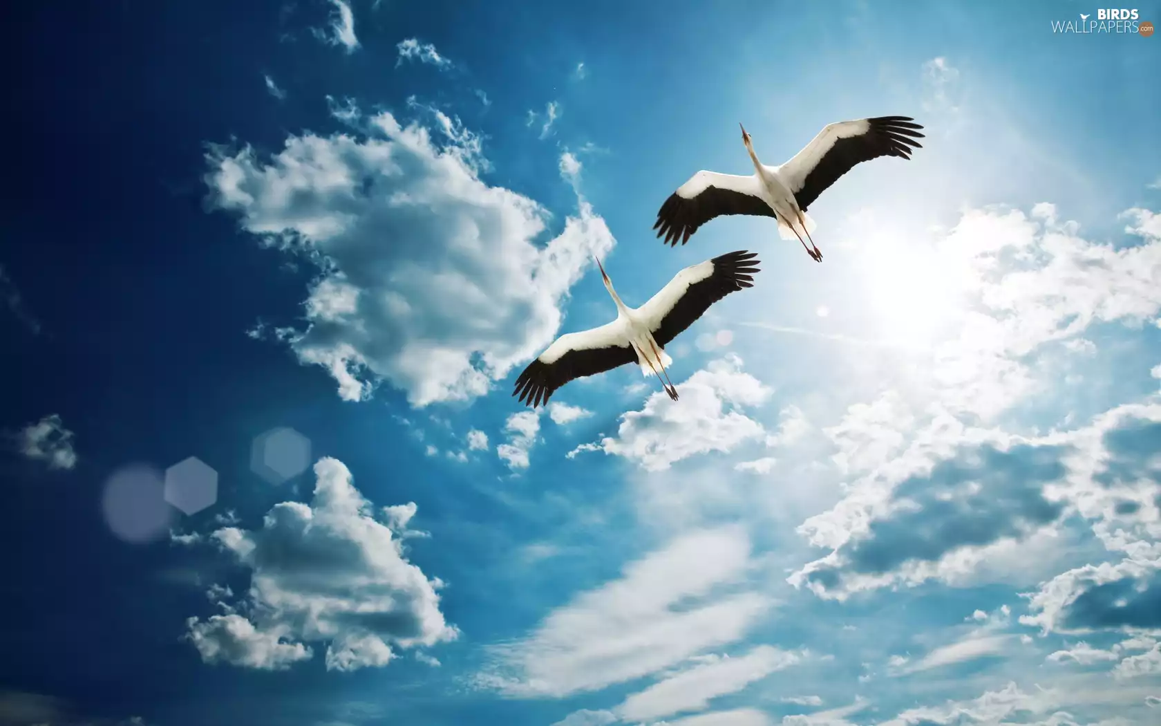 Storks, Sky