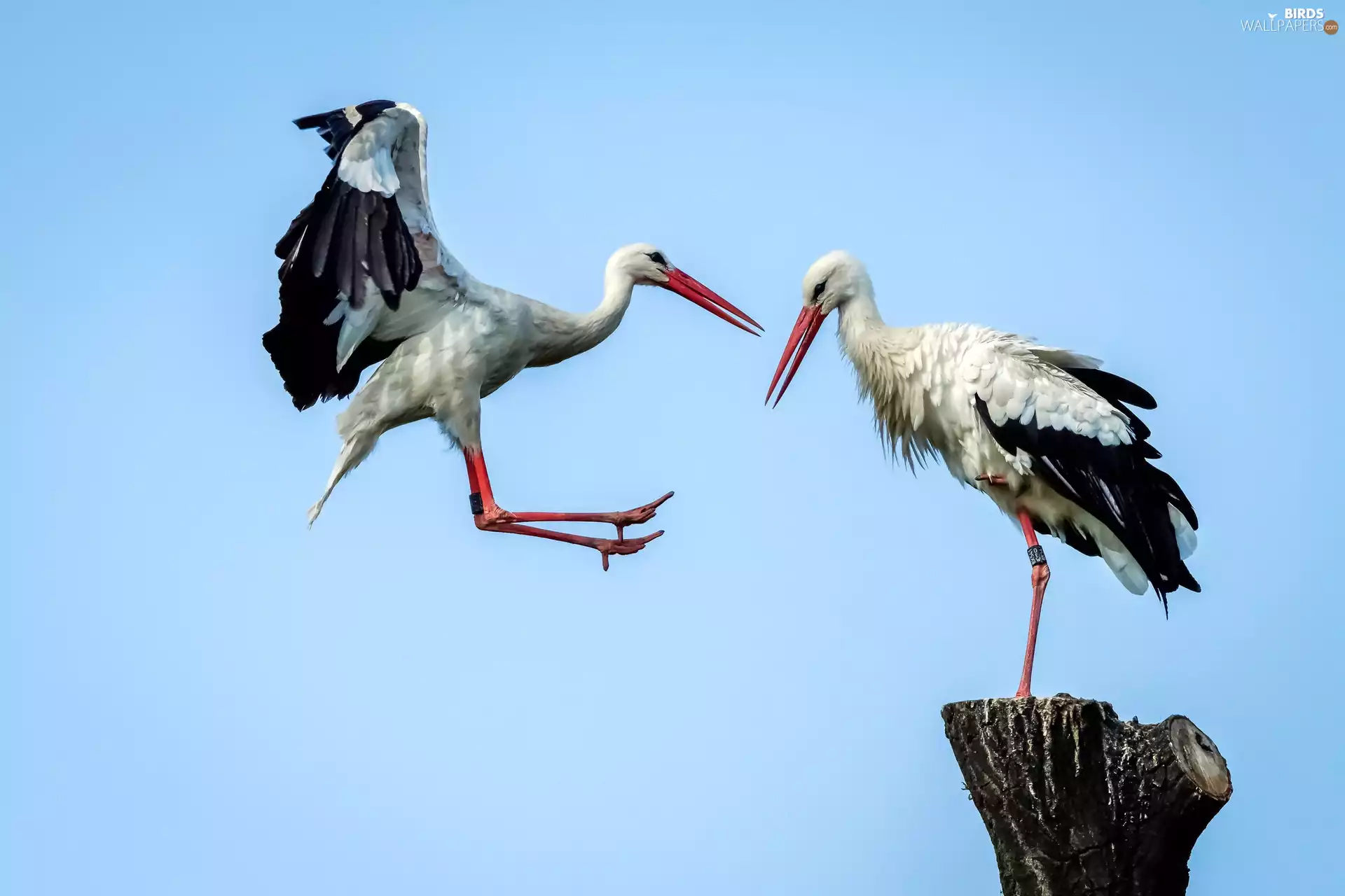 trunk, Two cars, Storks